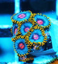 GWC Blue Magic Zoa