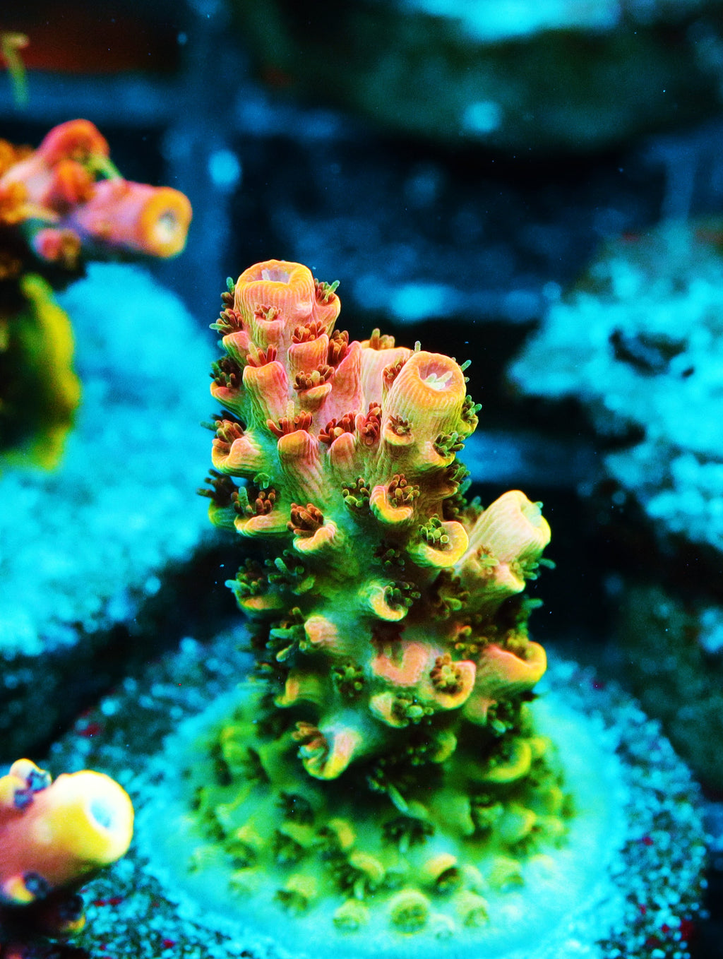 Bill Murray Acropora