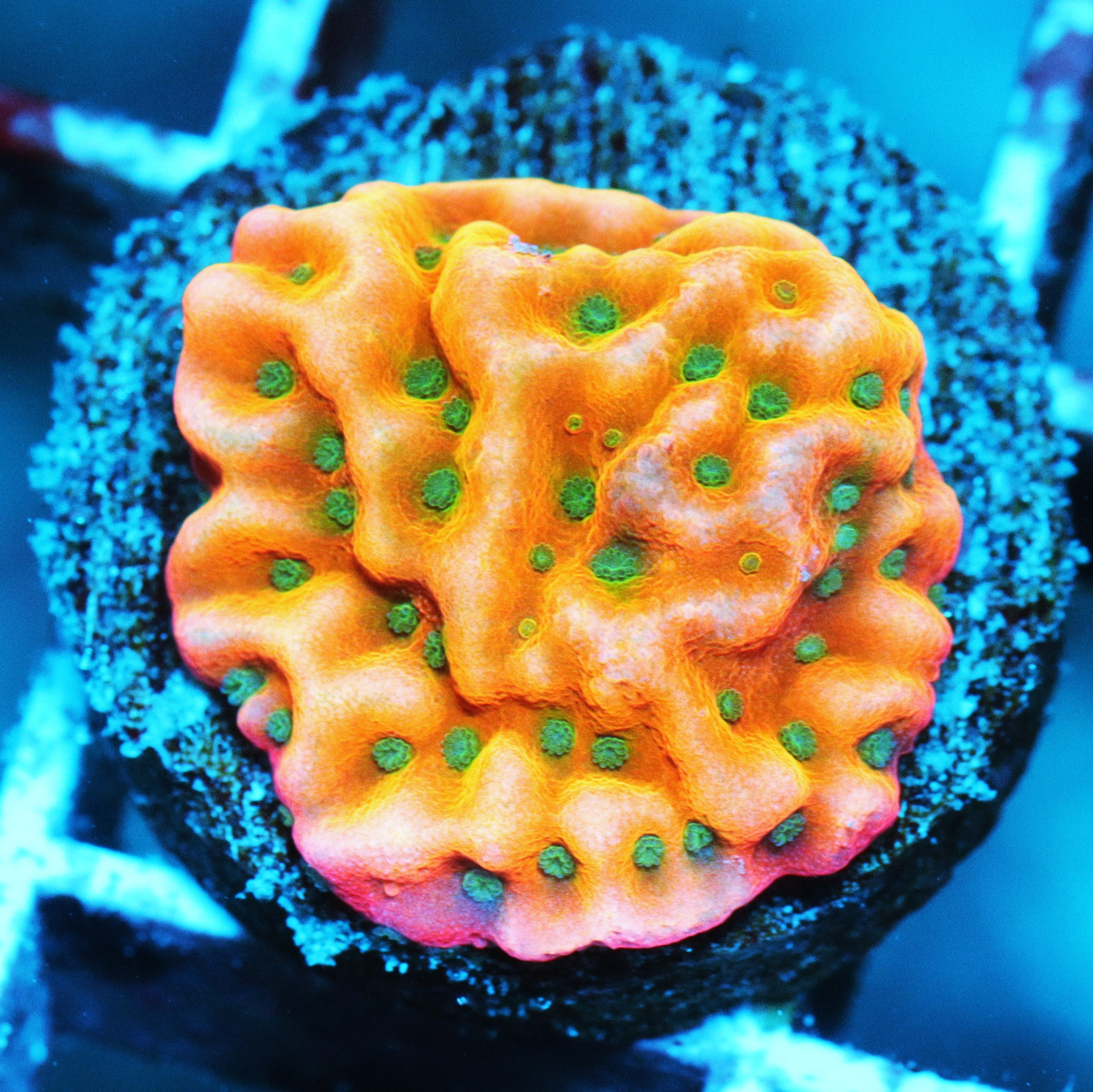WWC Kung Poa Montipora