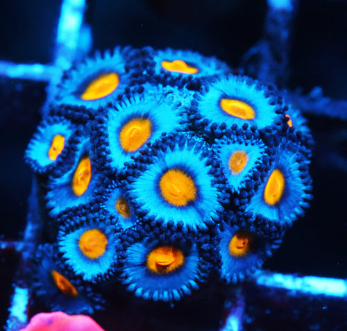 AOI Zoa