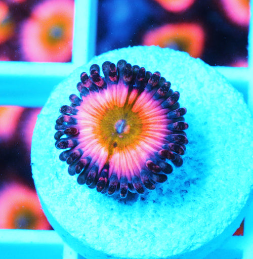 CB Rainbow Infusion Paly