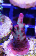 Vivid's Rainbow Delight Acropora