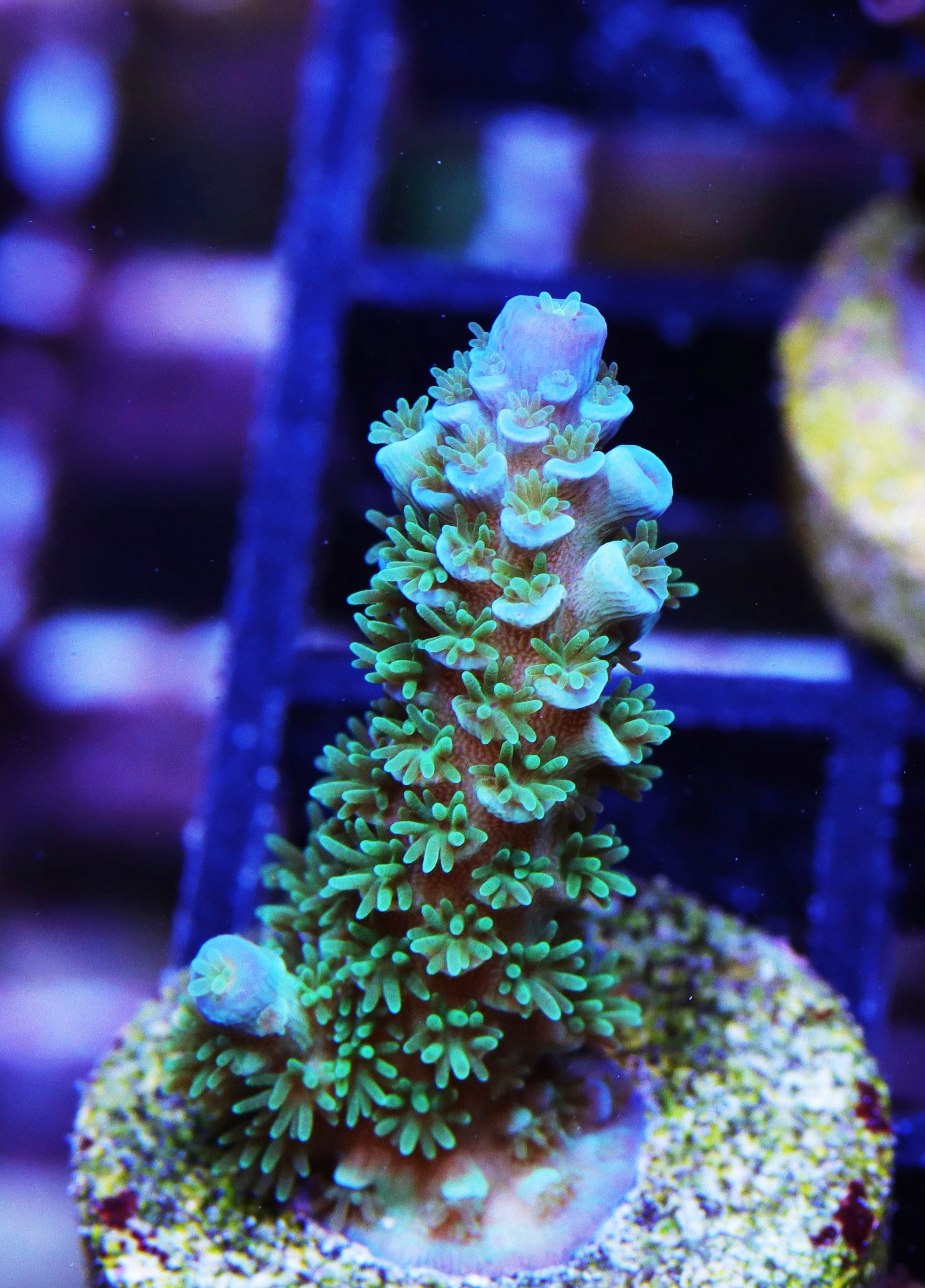 Joe the Coral Acropora