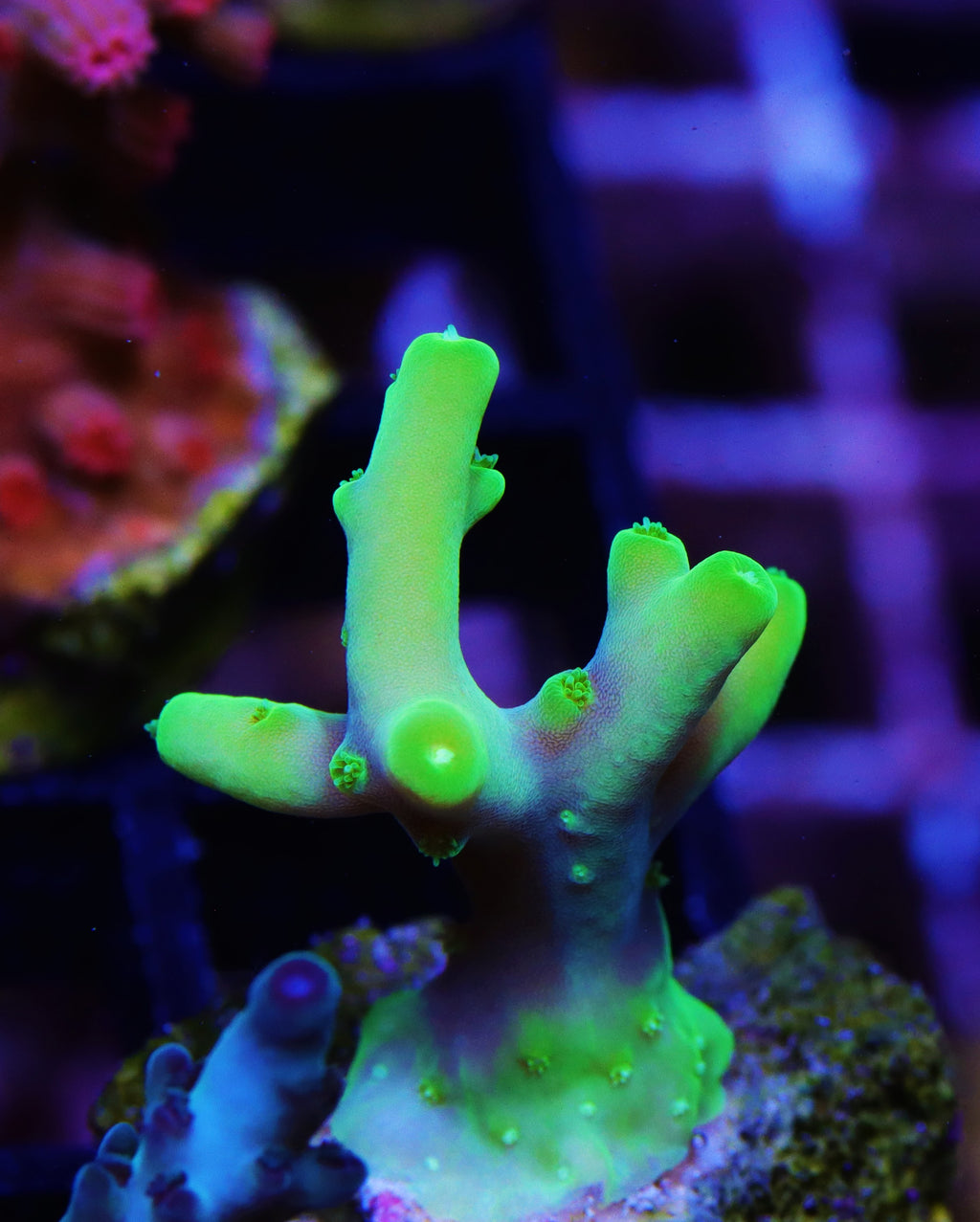 Nuclear Lokani Acropora