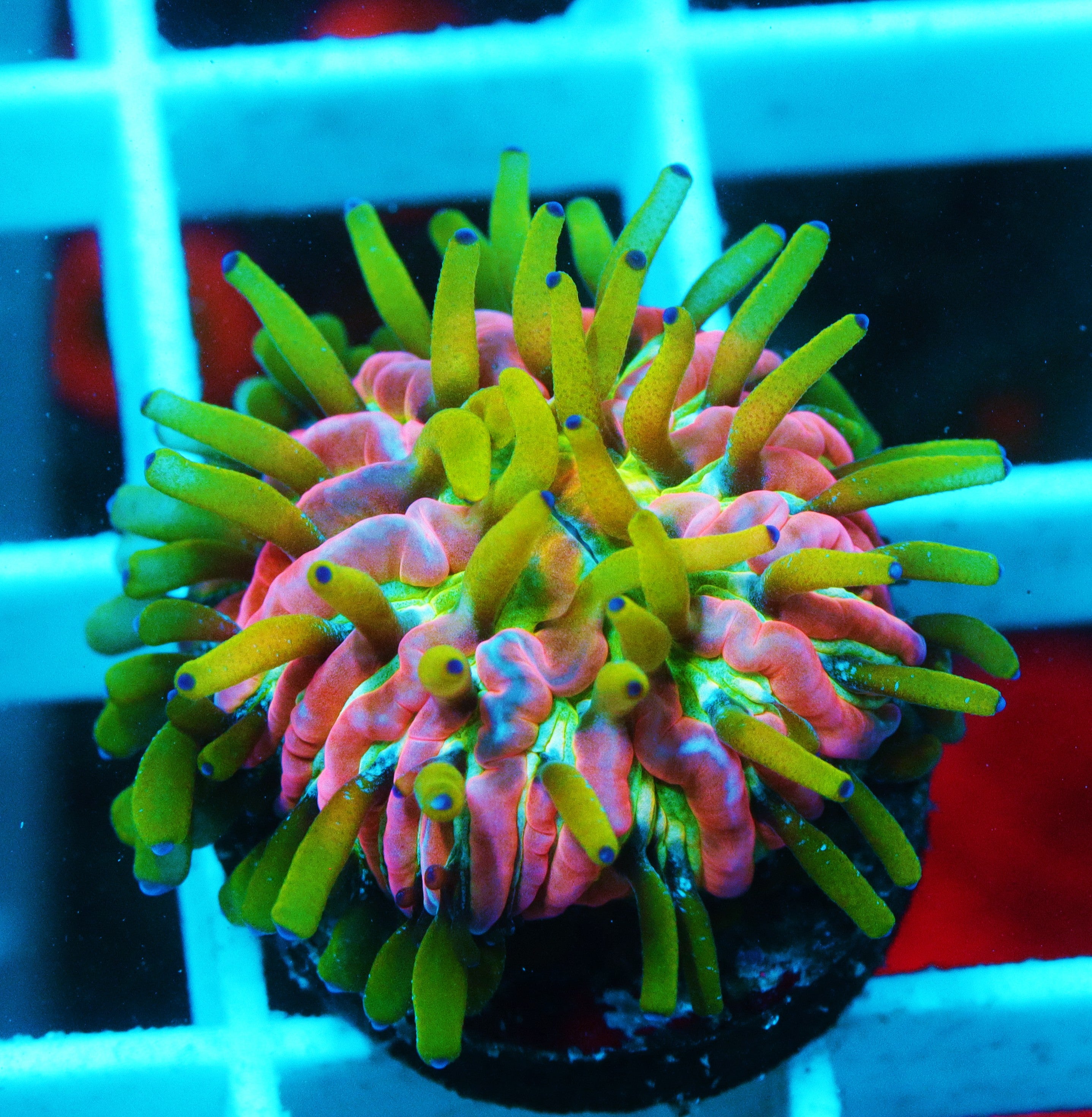 Insanity Plate Coral