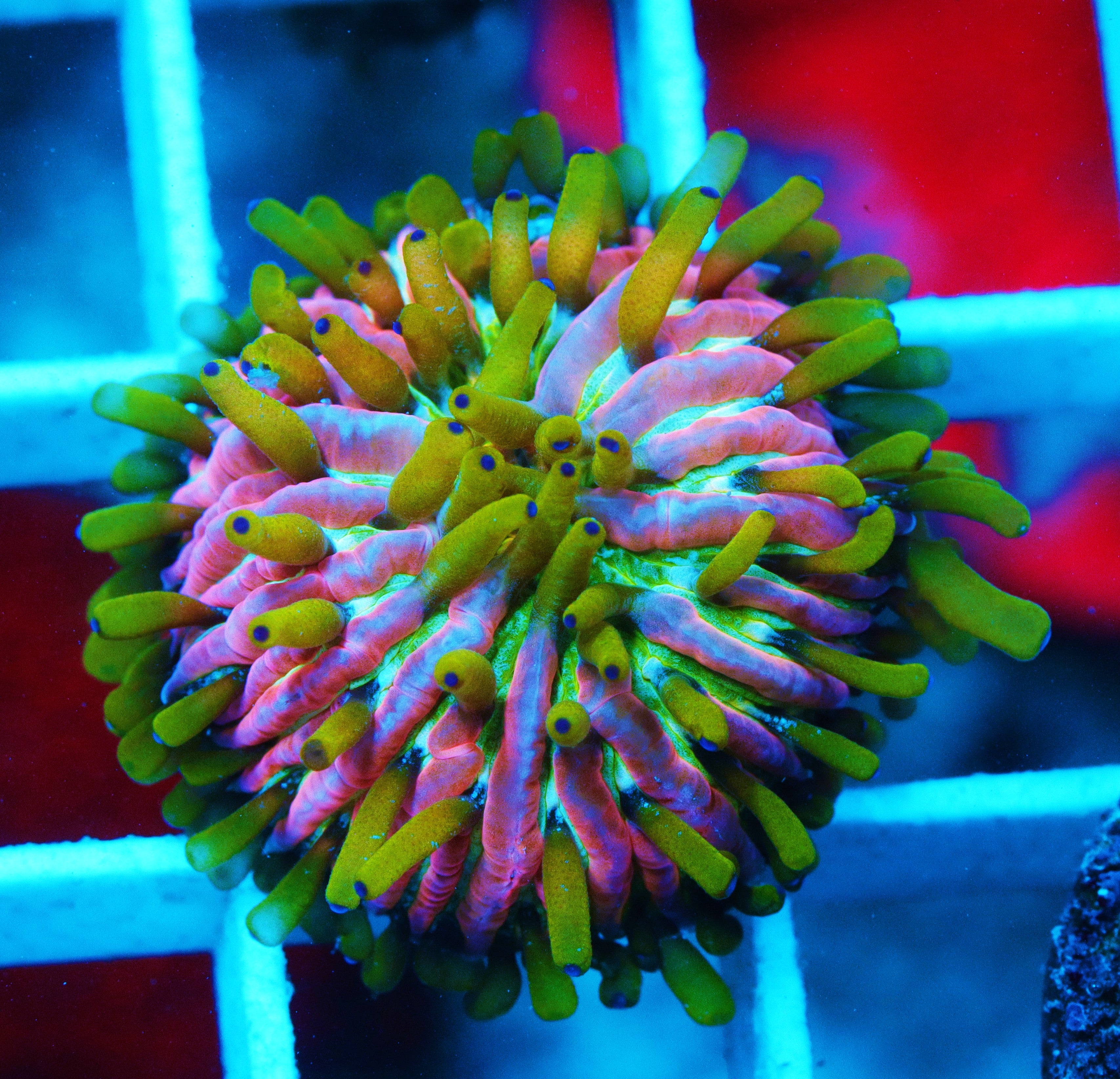 Insanity Plate Coral