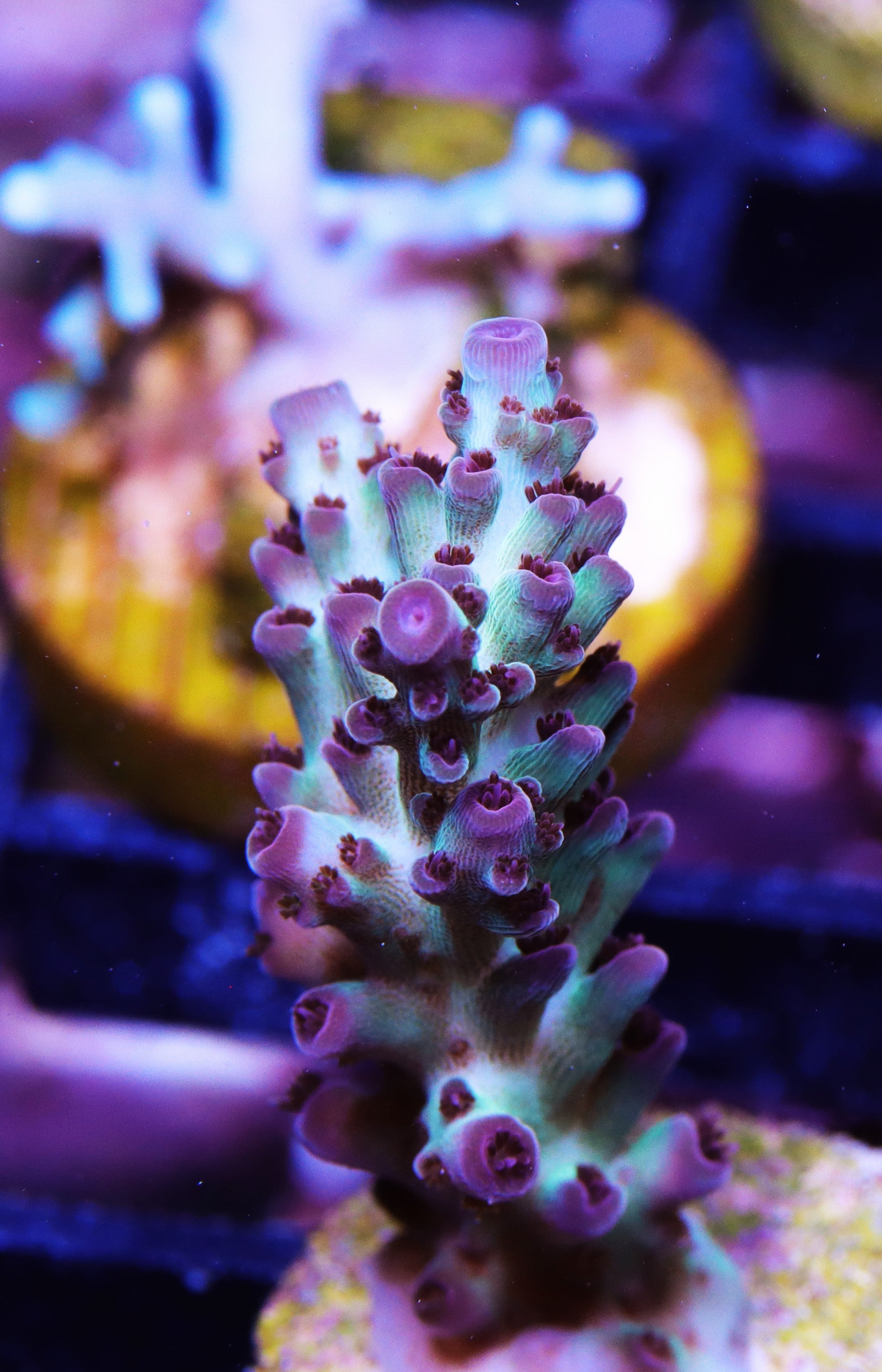 RR The Vinh Acropora
