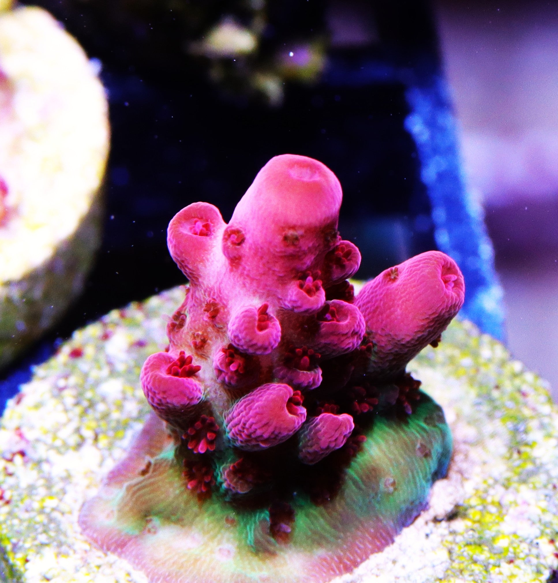 WWC Pink Passion Acropora