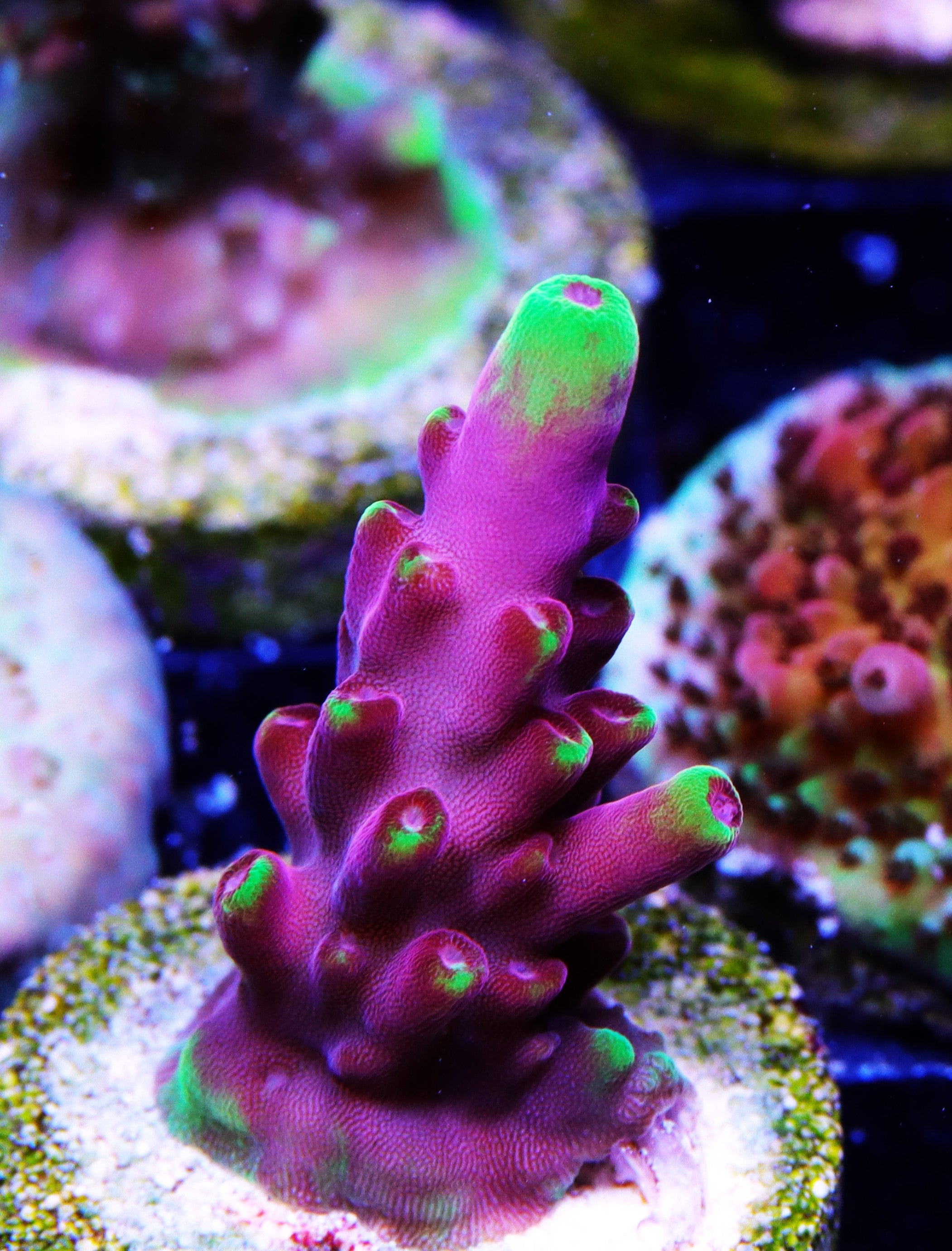 Jason Fox Fox Flame Acropora