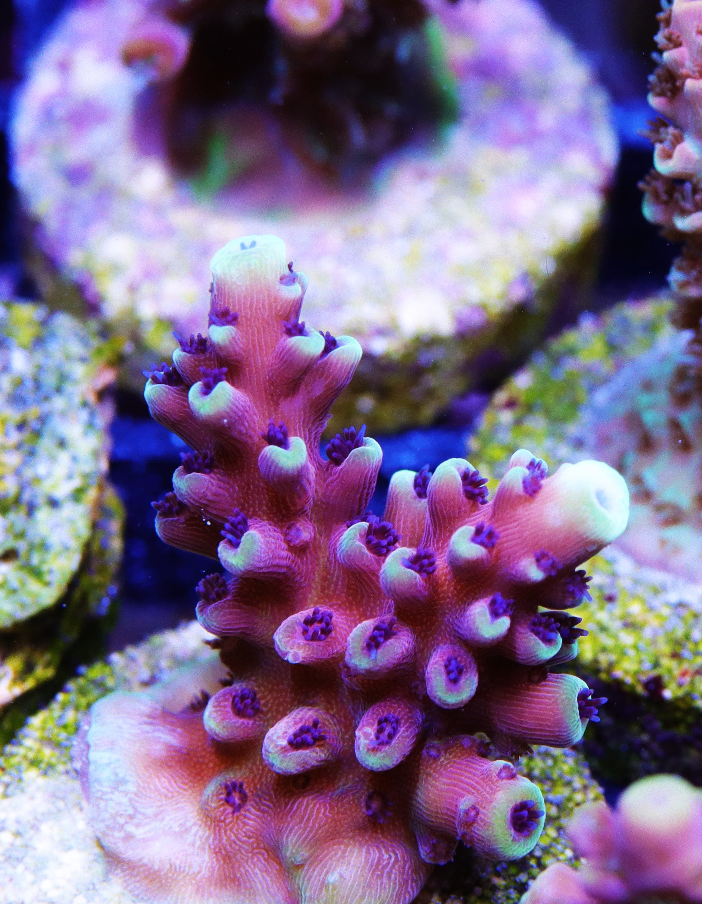 RRC Pink Cadillac Acropora