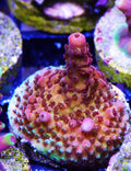 PC Rainbow Acropora