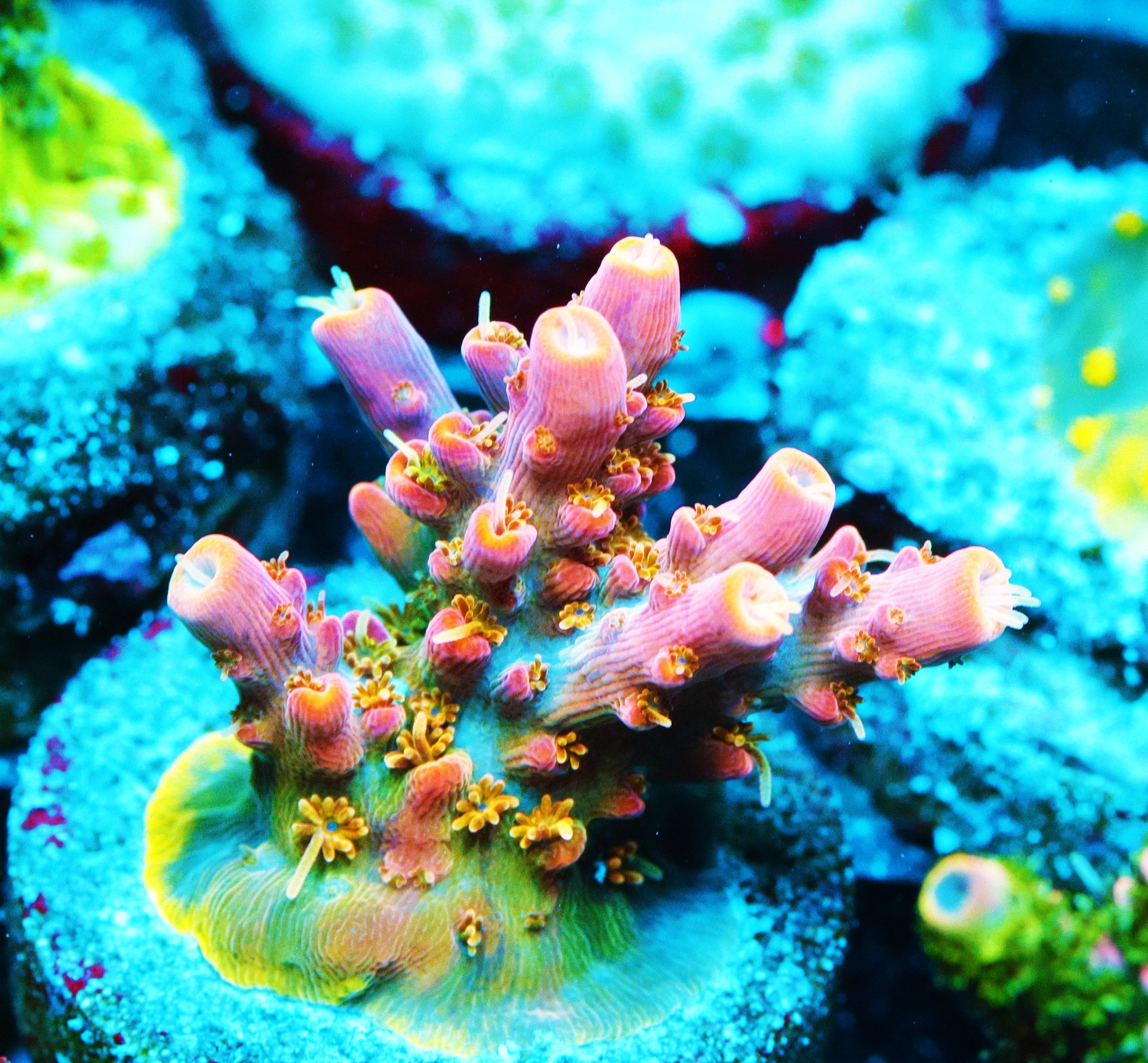 Voodoo Majick Acropora