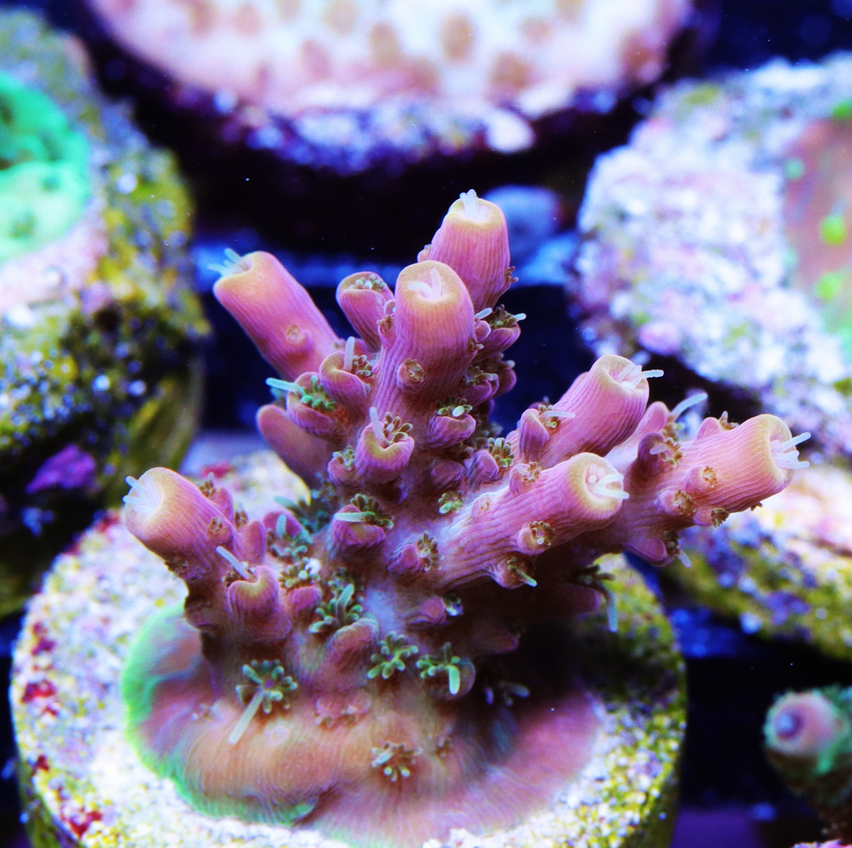 Voodoo Majick Acropora