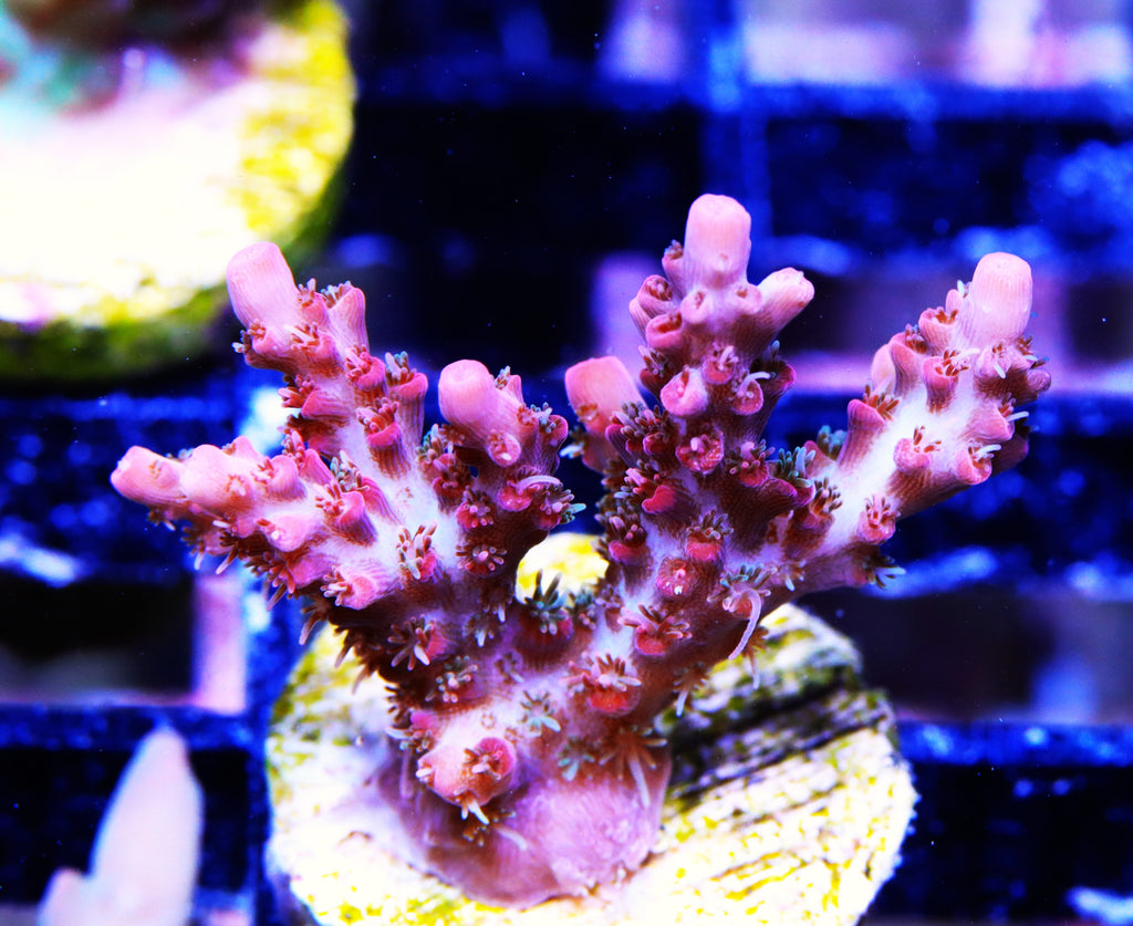 Vivid Confetti Acropora