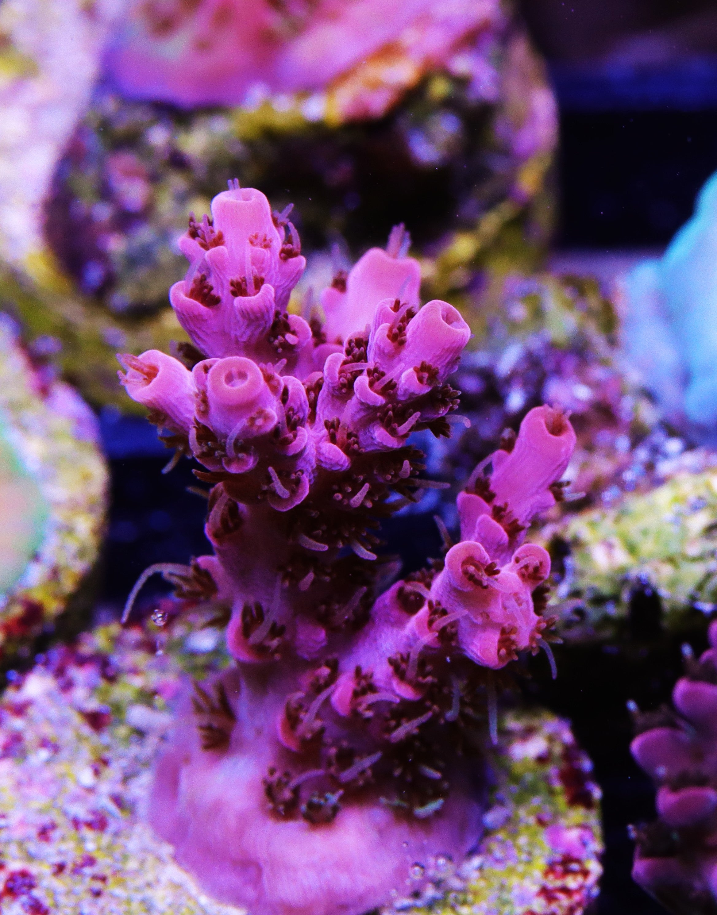 Pink Moment Acropora