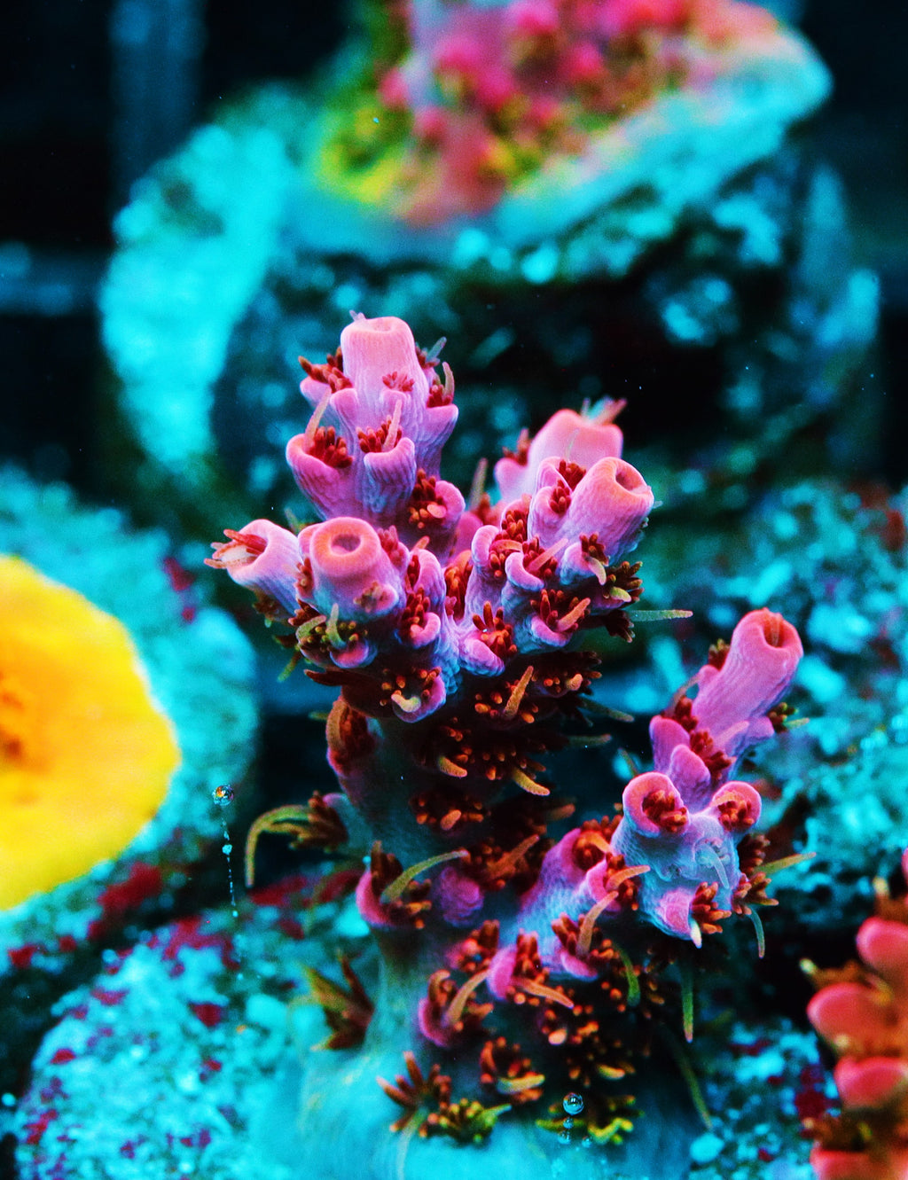 Pink Moment Acropora