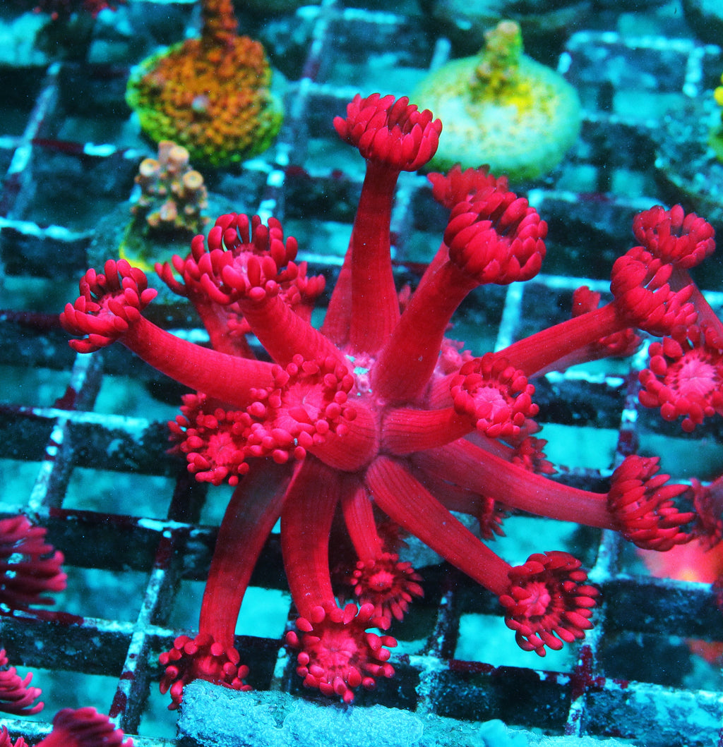 Rose Goniopora