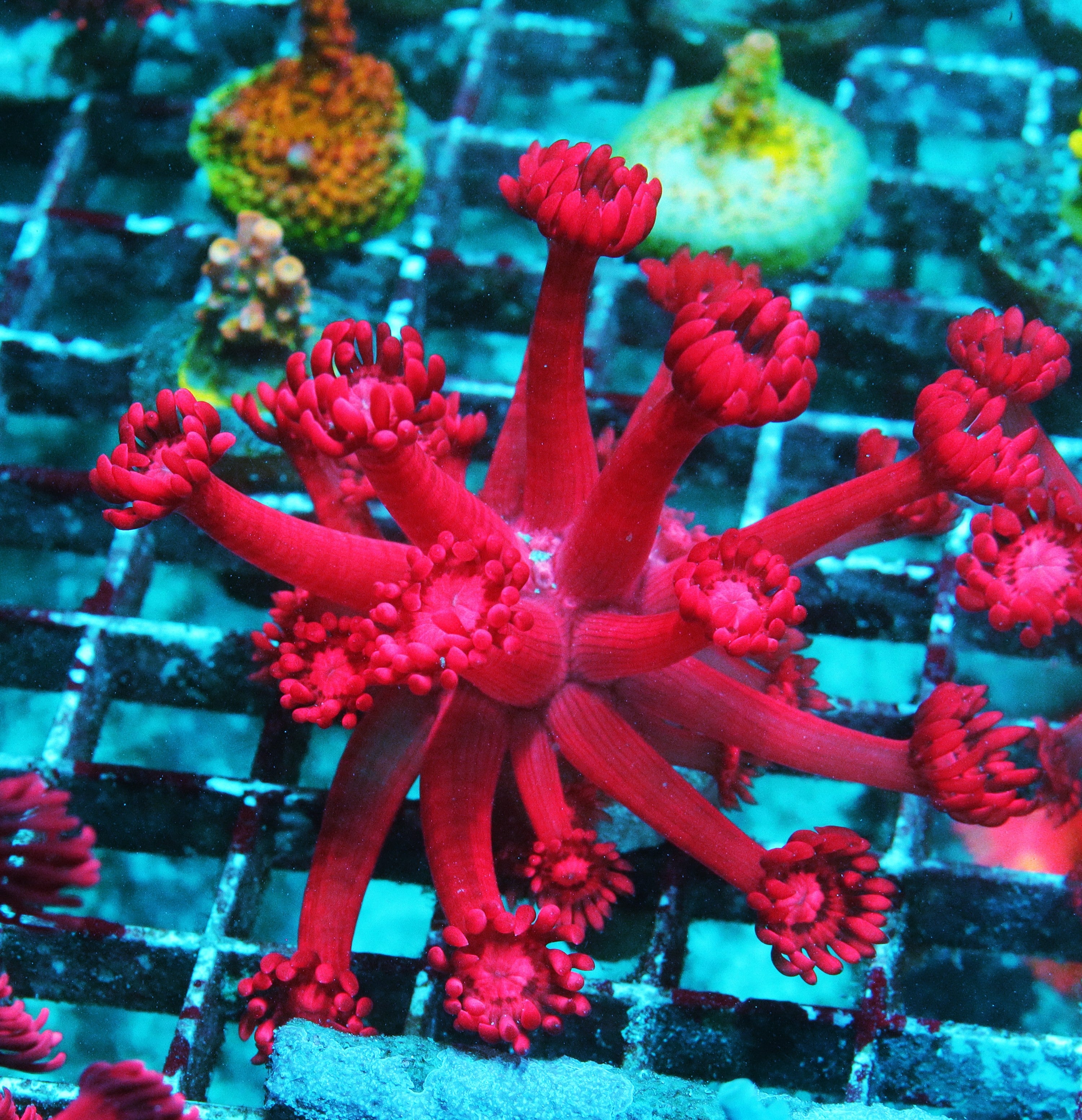 Rose Goniopora