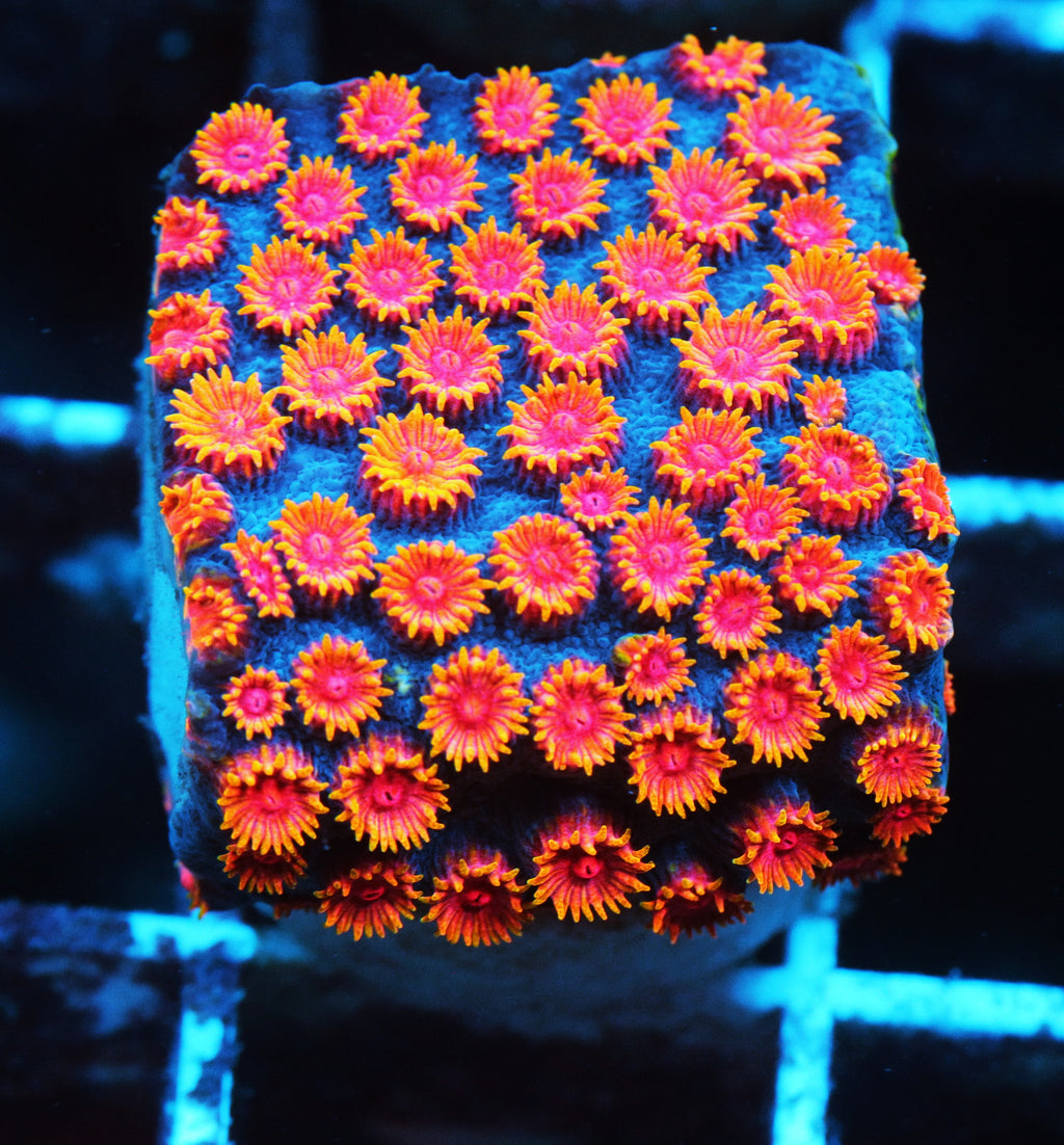 WWC Bizarro Cyphastrea