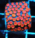 WWC Bizarro Cyphastrea