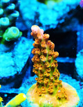 TGC Orange Creamsicle Acropora