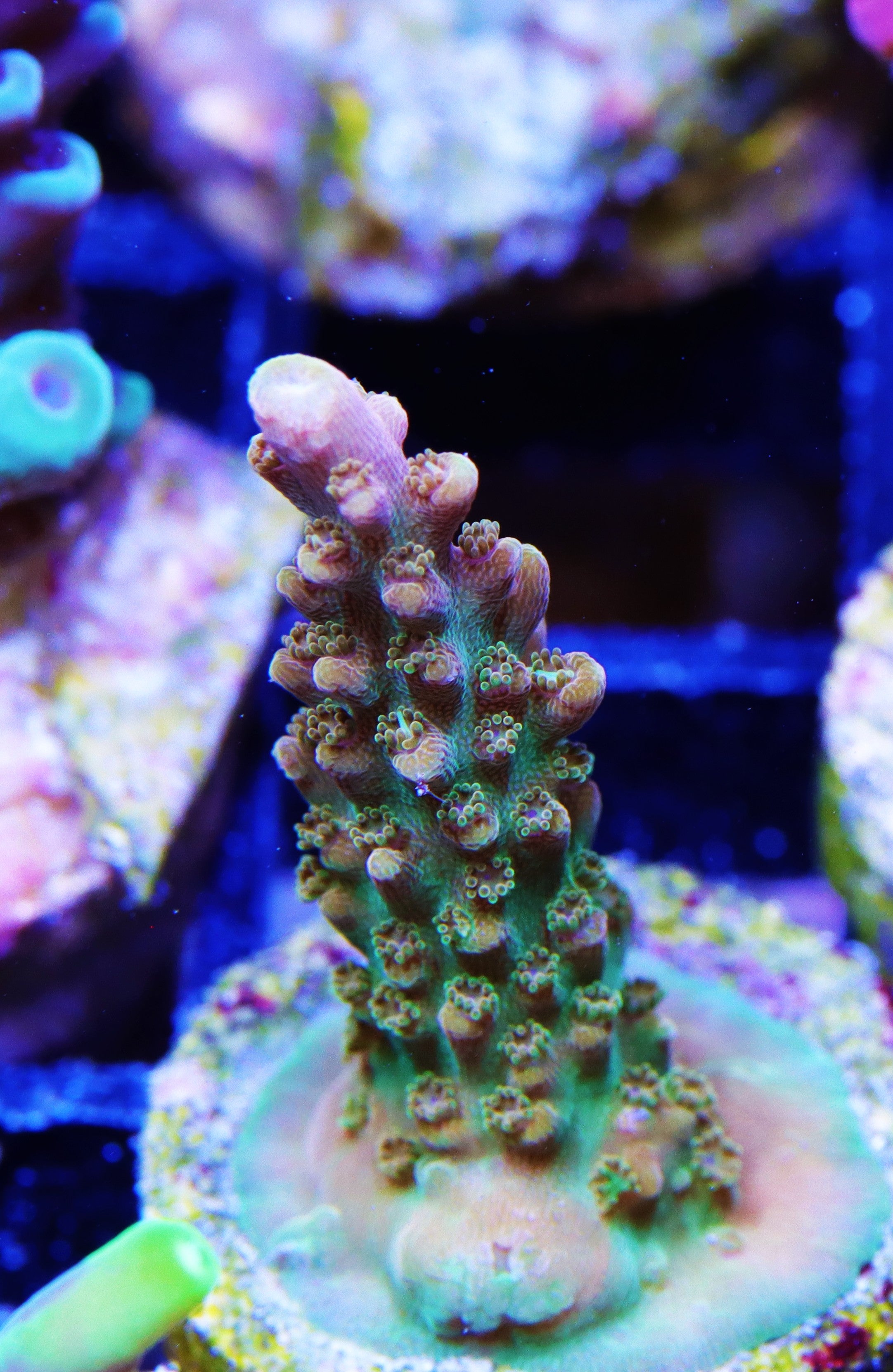 TGC Orange Creamsicle Acropora