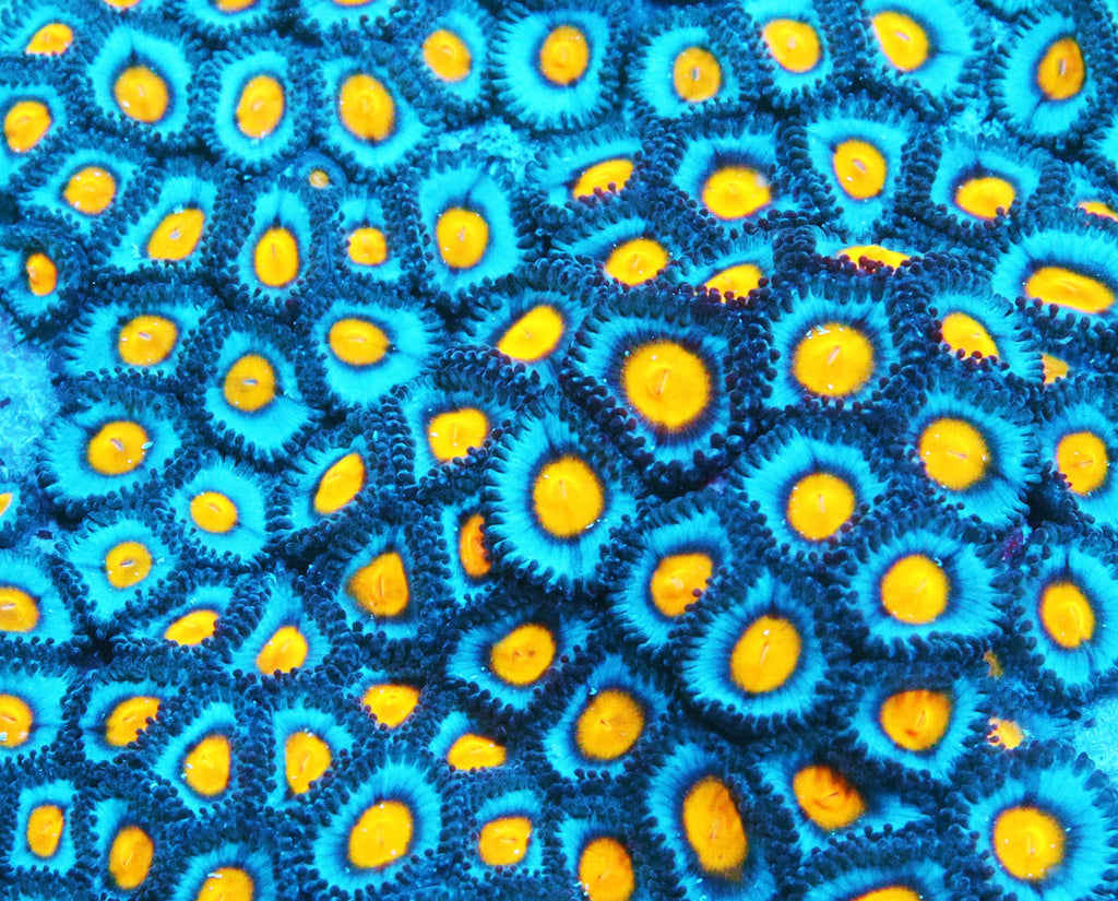 AOI Zoa