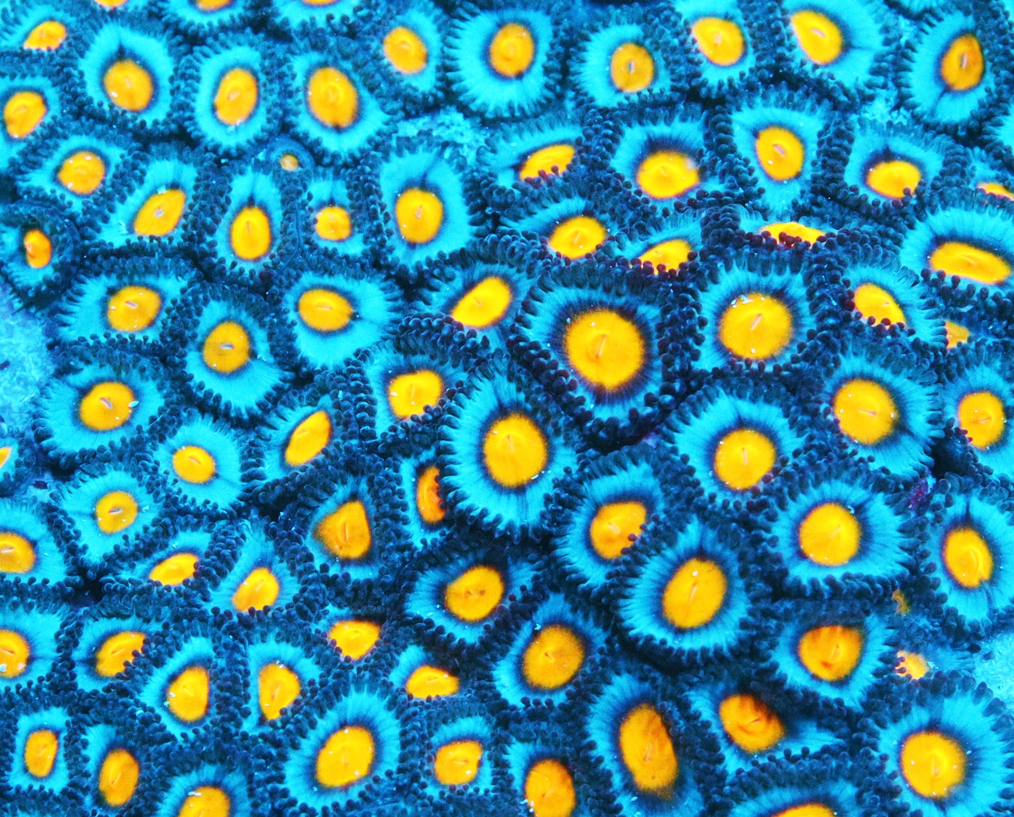 AOI Zoa