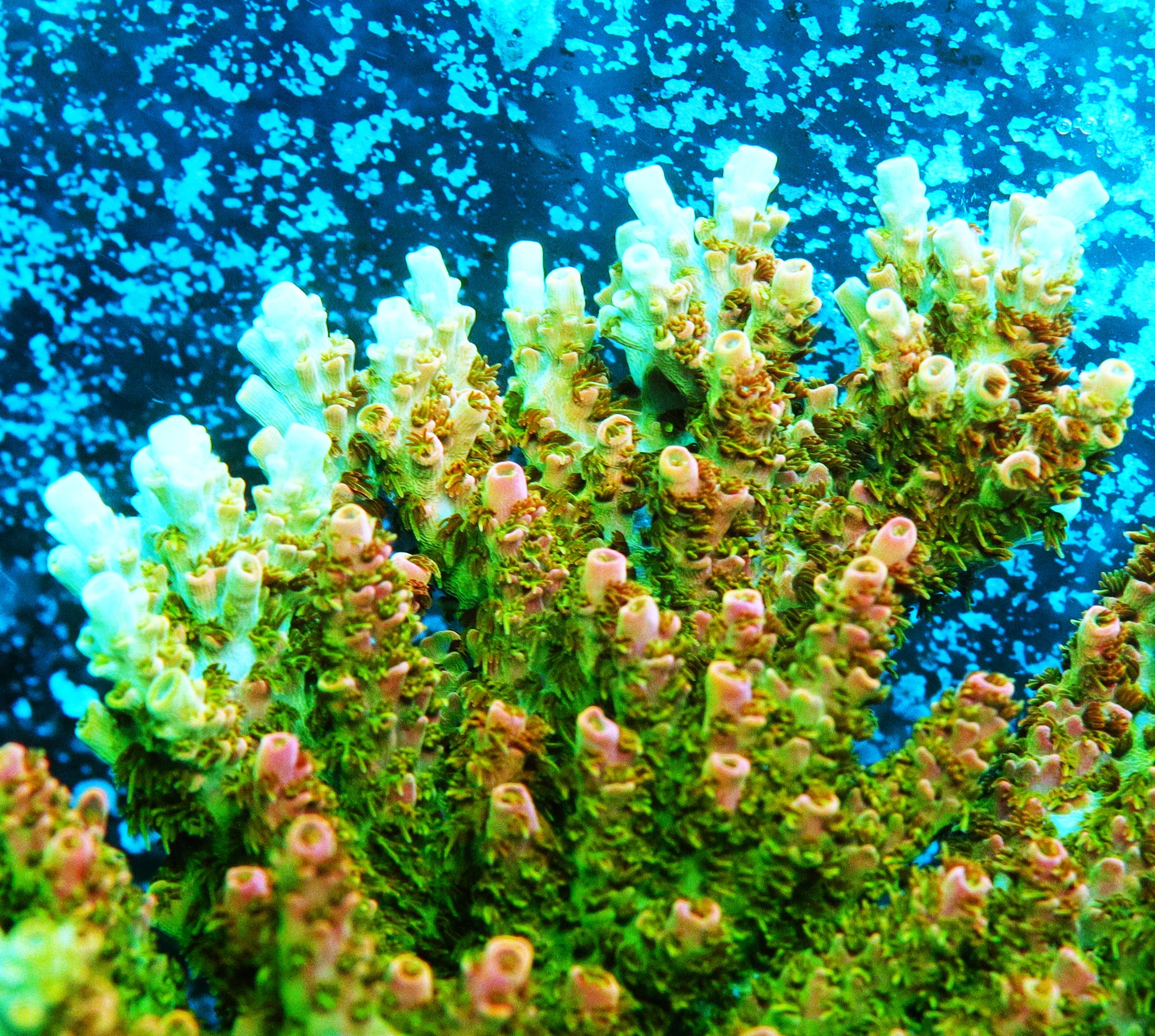 Bill Murray Acropora