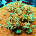 Bleeding Avengers Acropora
