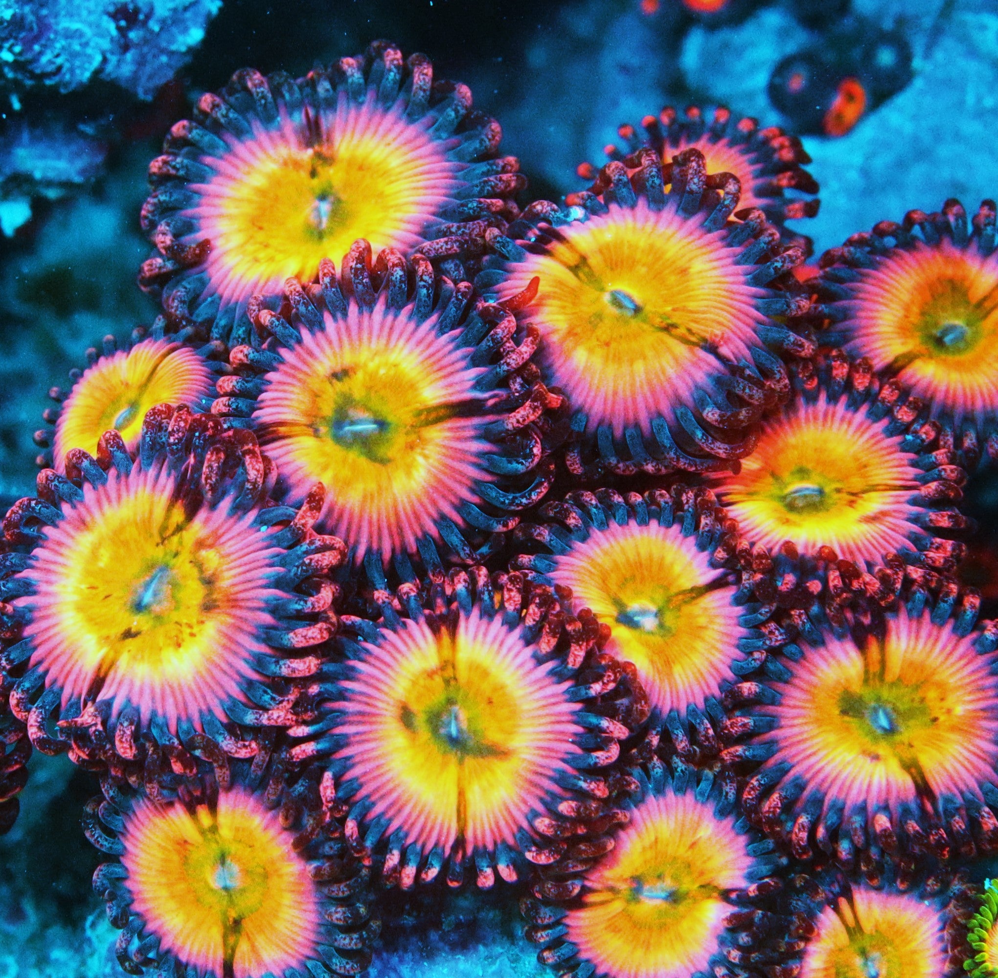 CB Rainbow Infusion Paly
