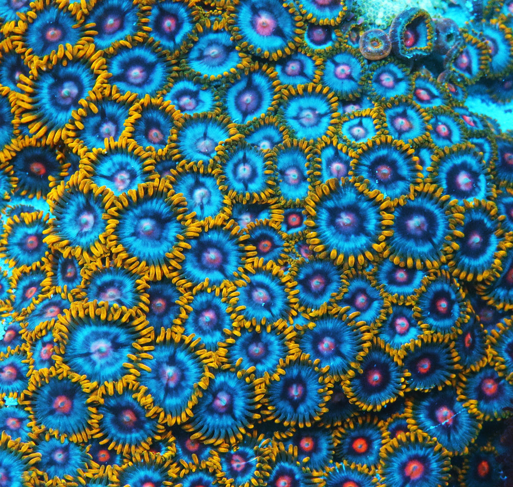 GWC Blue Magic Zoa