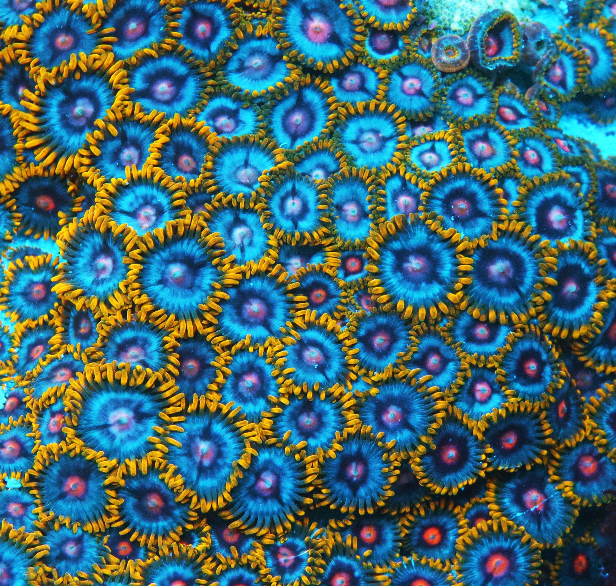 GWC Blue Magic Zoa