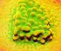 Jason Fox Beach Bum Montipora