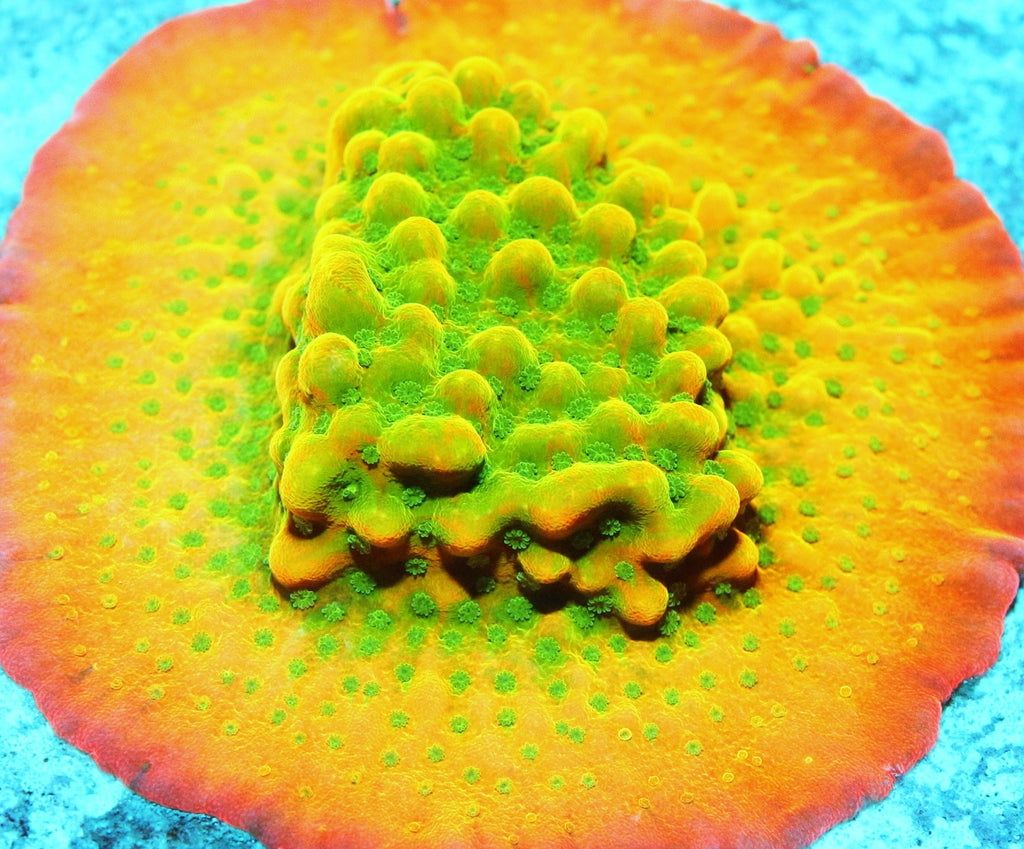 Jason Fox Beach Bum Montipora