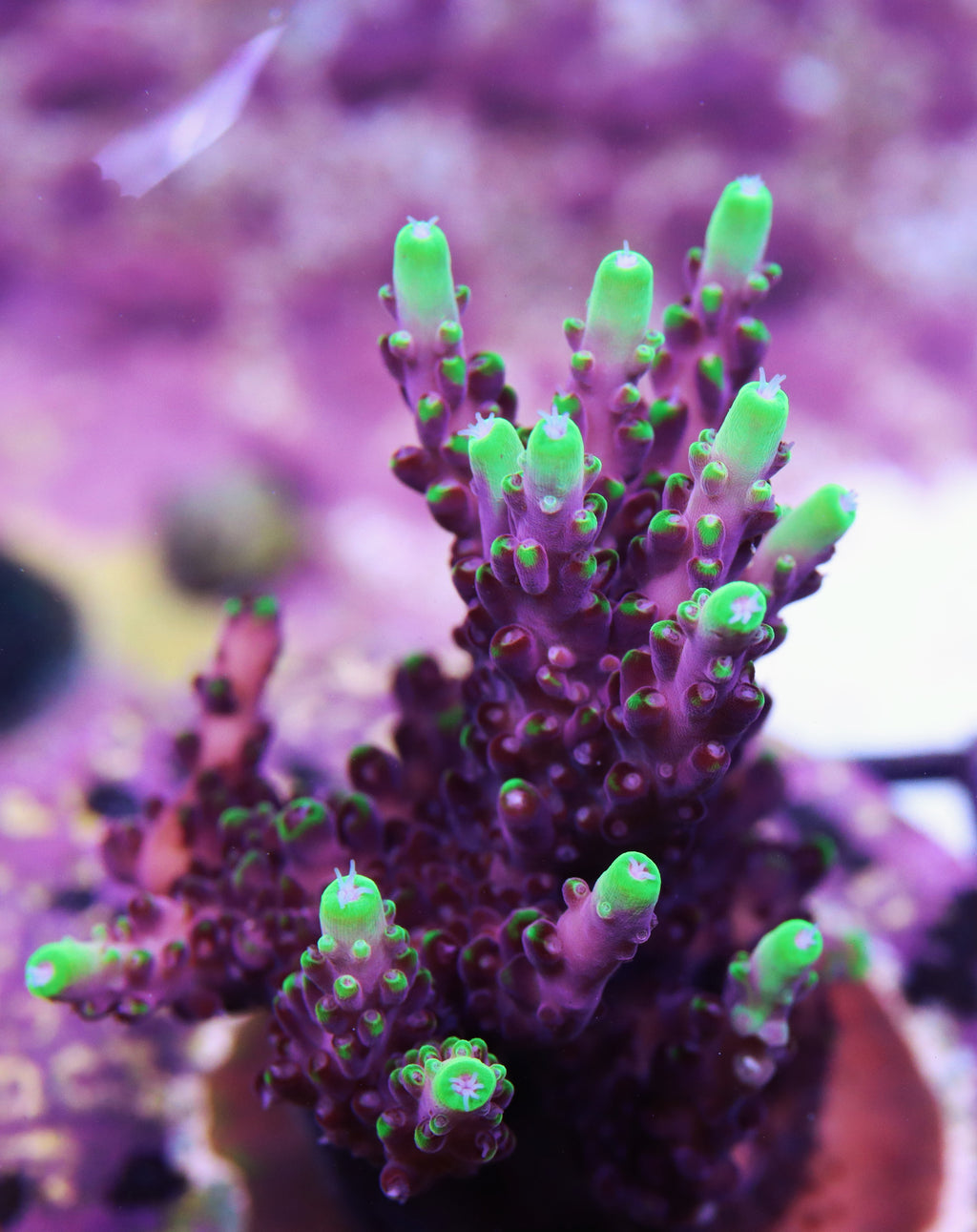 Jason Fox Fox Flame Acropora