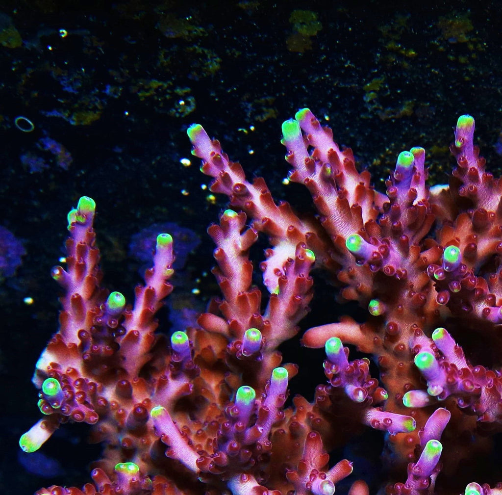 Jason Fox Fox Flame Acropora