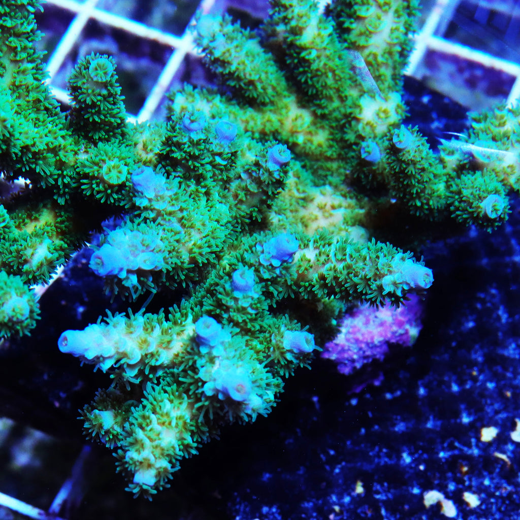 Joe the Coral Acropora