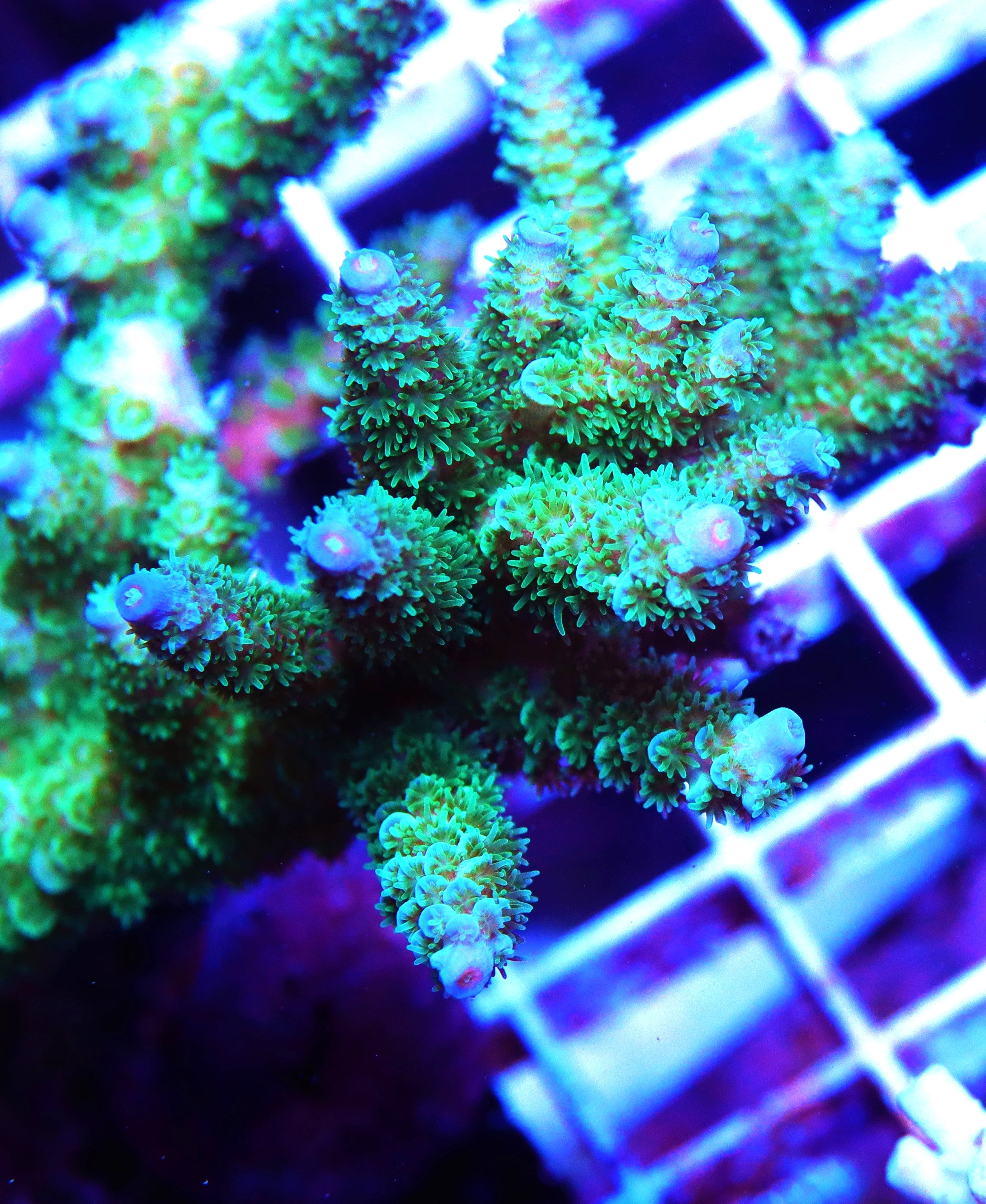 Joe the Coral Acropora