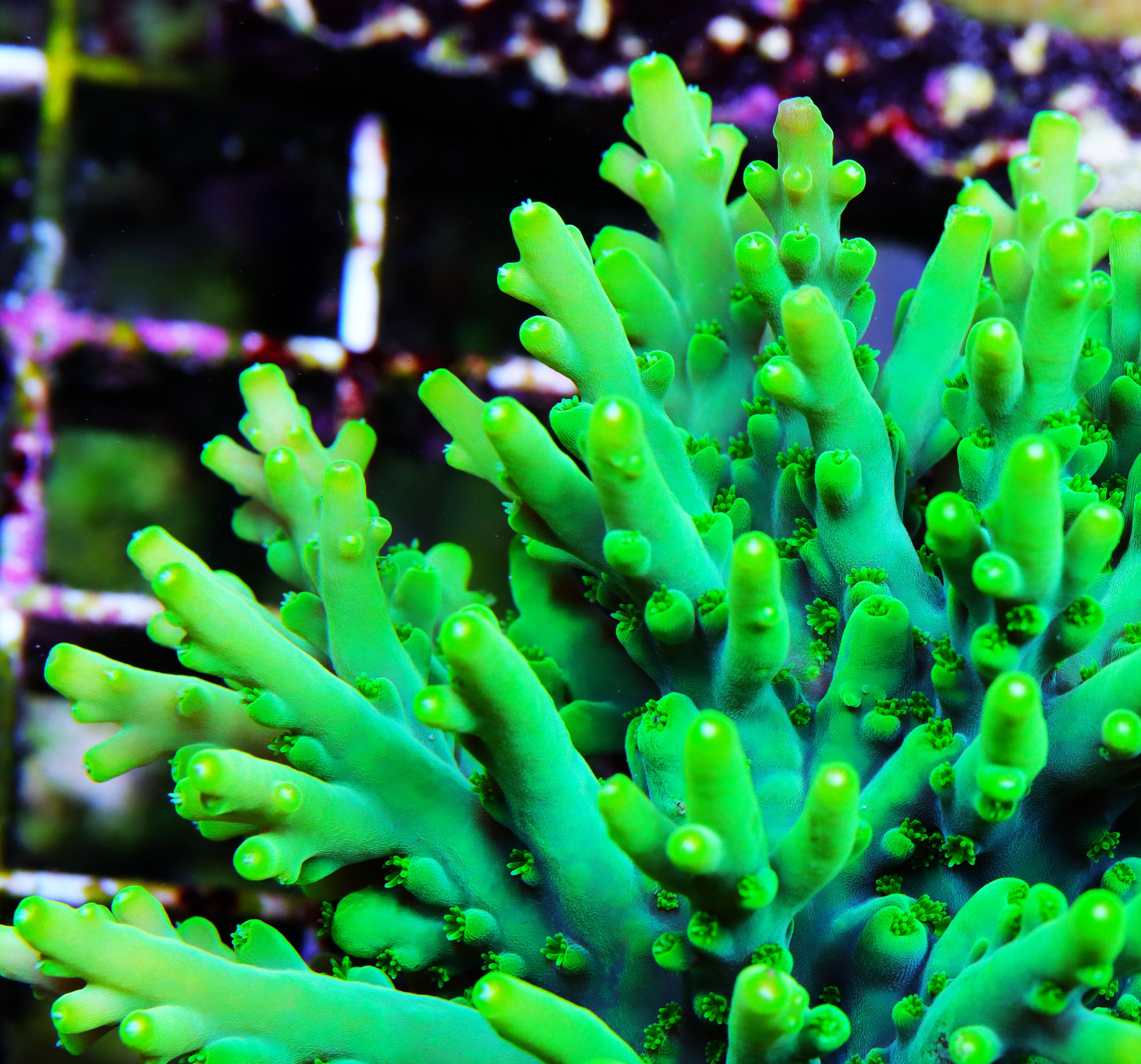 Nuclear Lokani Acropora