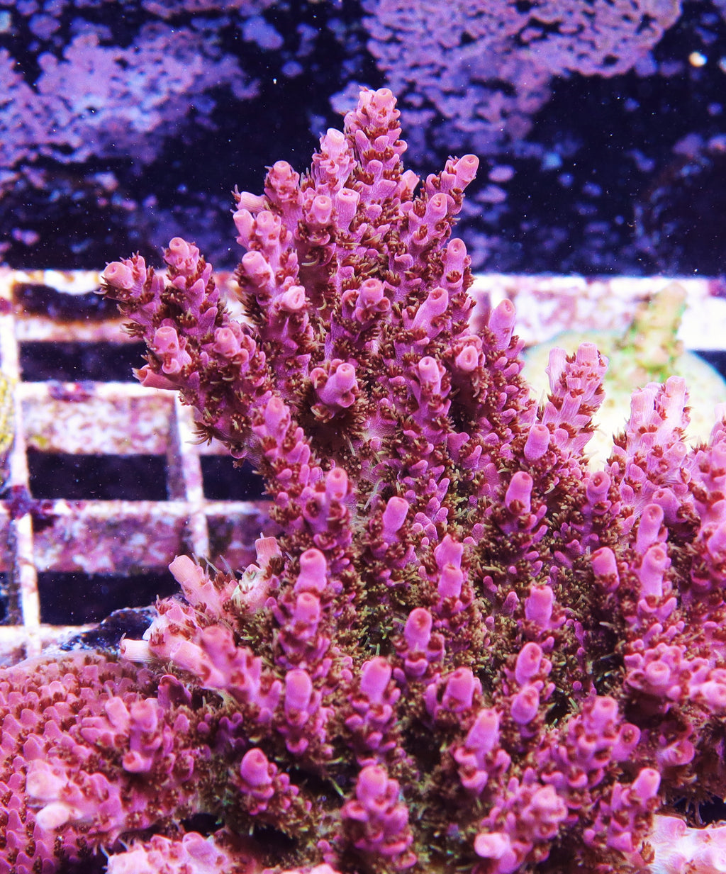 Pink Moment Acropora