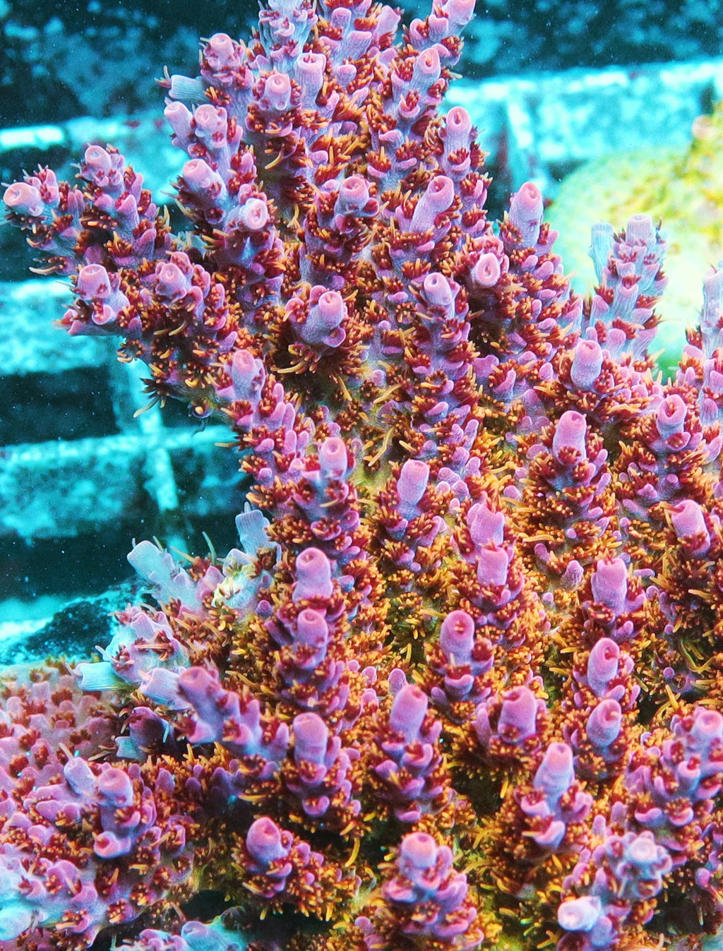 Pink Moment Acropora