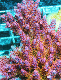 Pink Moment Acropora