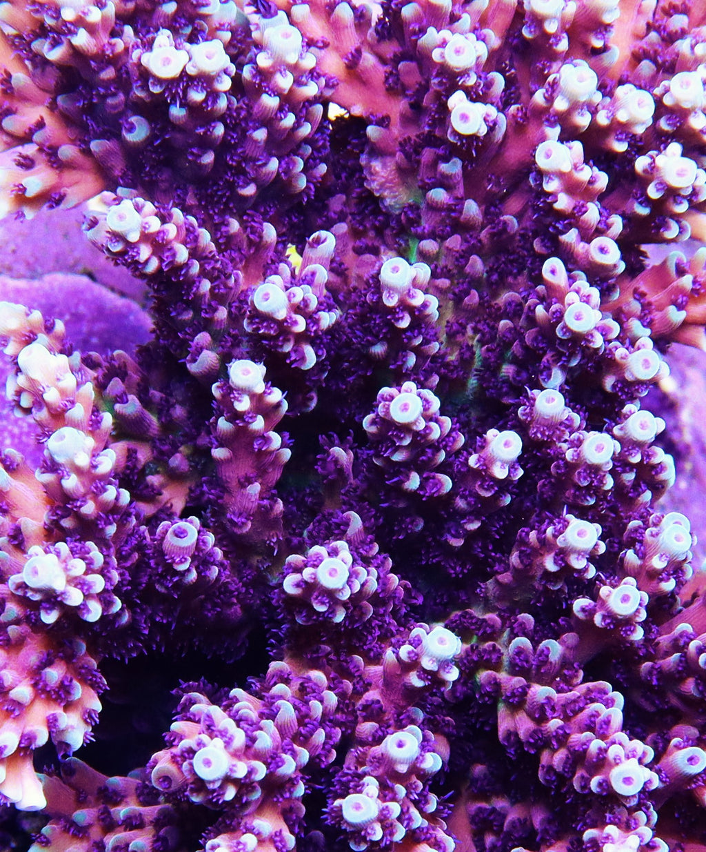 RRC Pink Cadillac Acropora