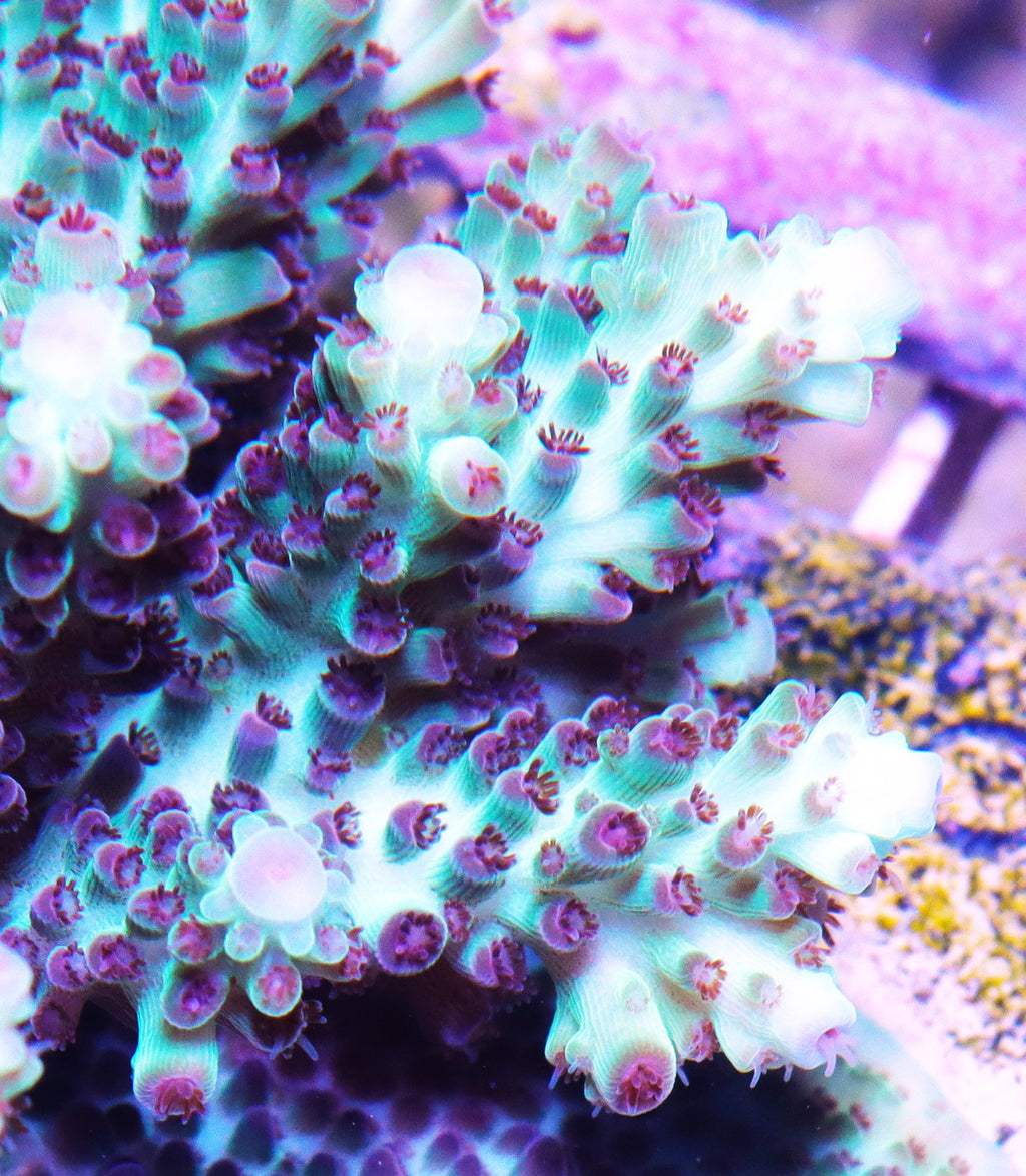 RR The Vinh Acropora