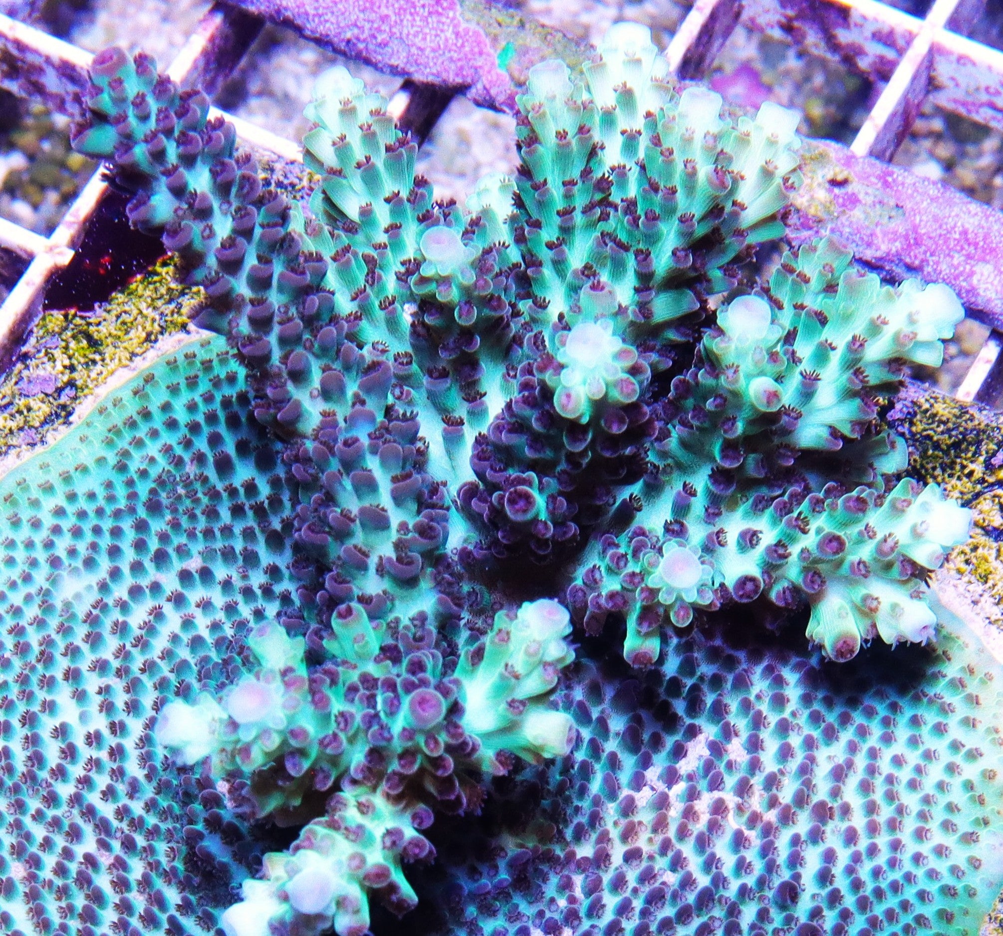 RR The Vinh Acropora