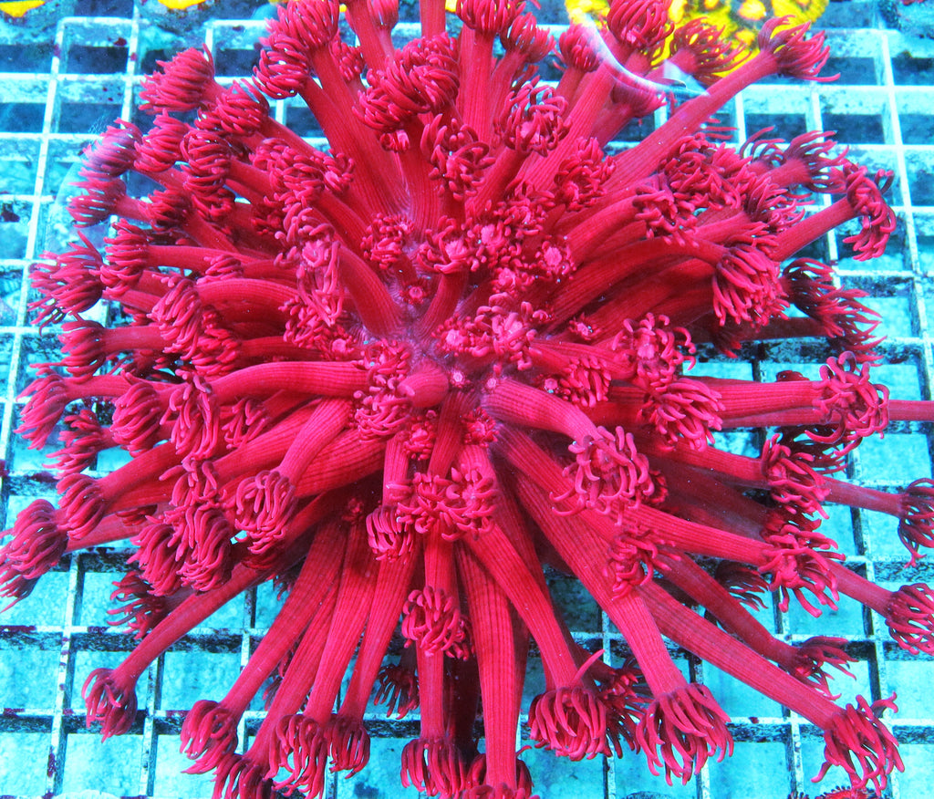 Rose Goniopora