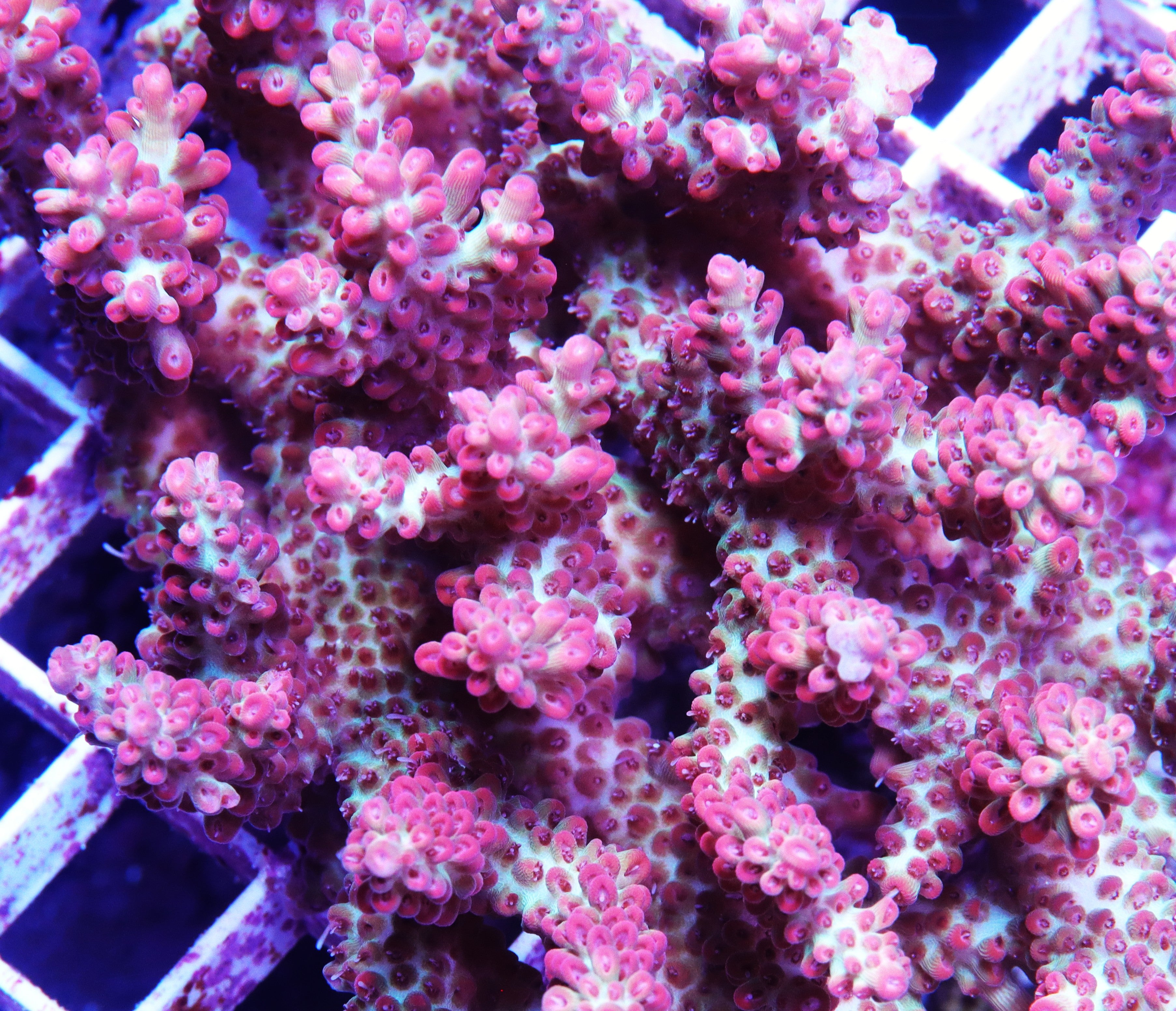 Strawberry Shortcake Acropora
