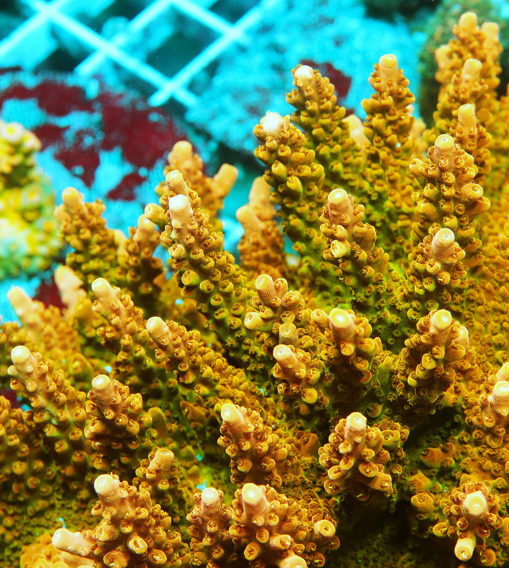 TGC Orange Creamsicle Acropora