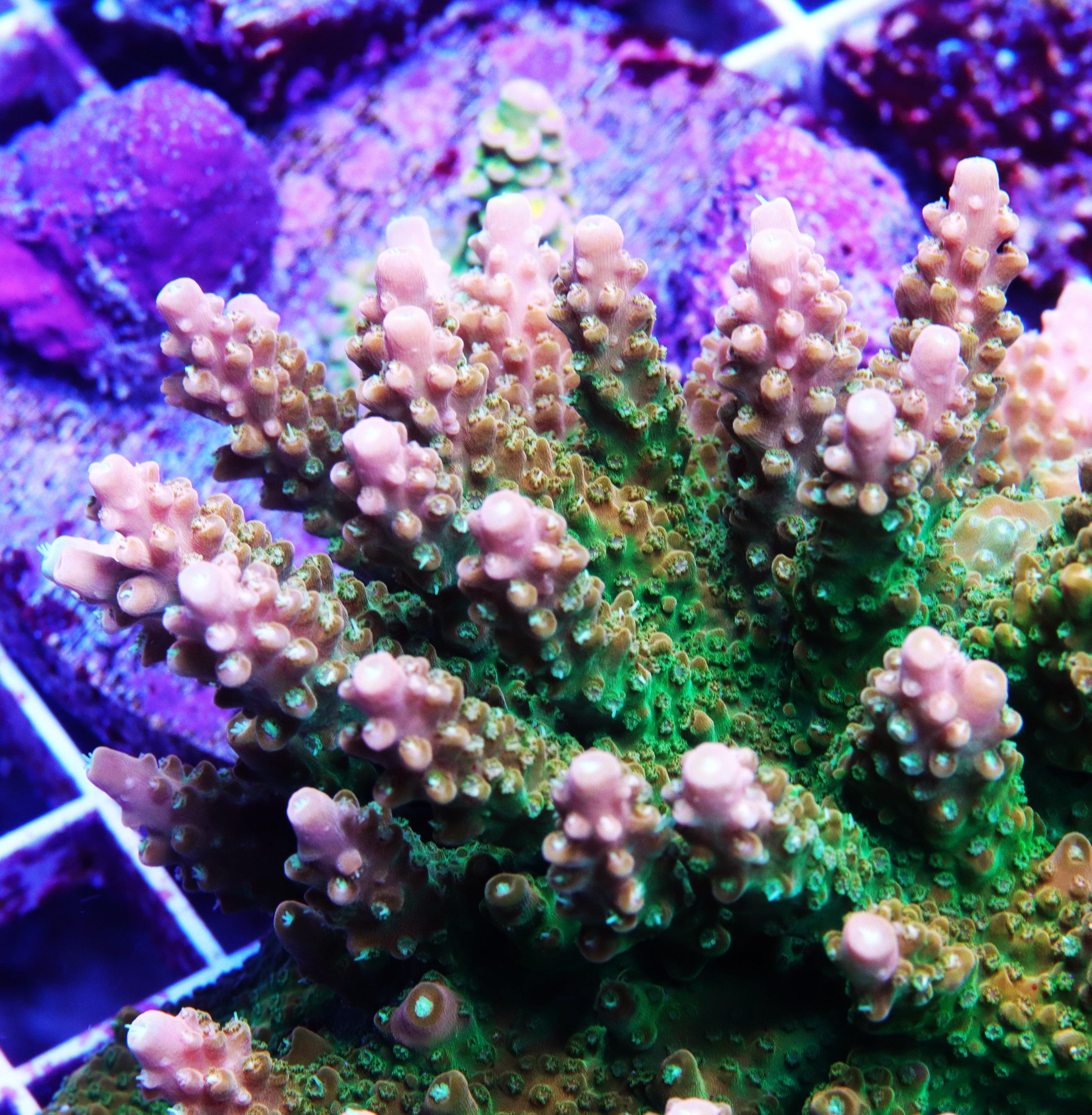 TGC Orange Creamsicle Acropora